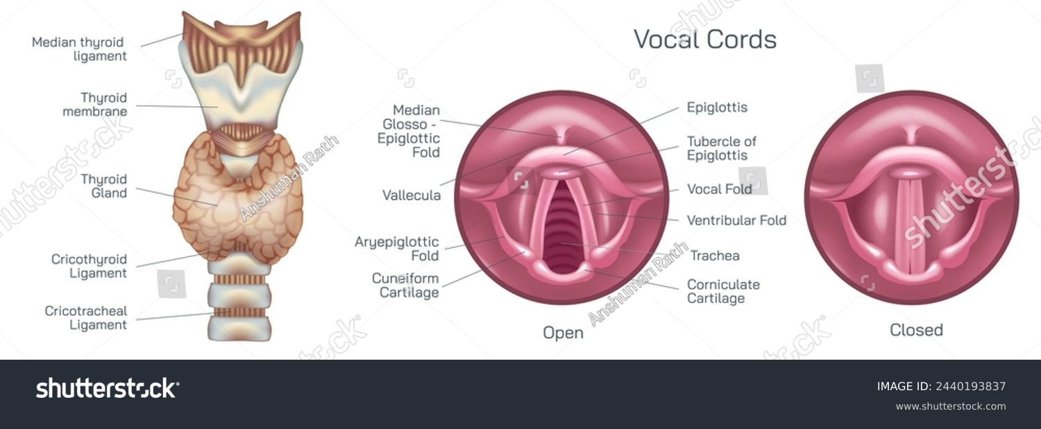 SVG of the vocal cords, or vocal folds, are two muscular bands inside the throat or voice box that produce the sound of your voice vector illustration. Closed and open folds. they help breathe and swallow. svg