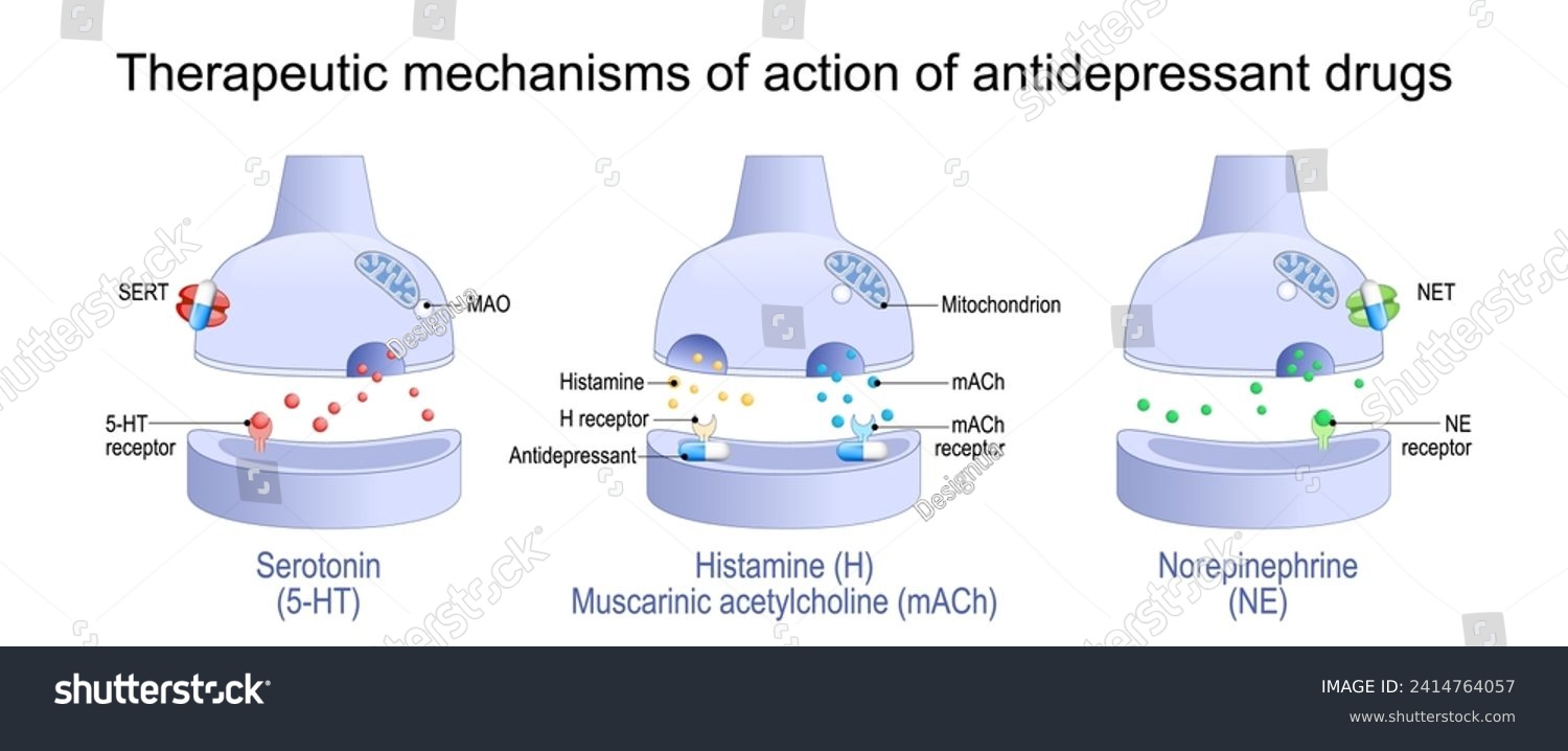 SVG of Therapeutic mechanisms of action of antidepressant drugs. Antidepressant blocks receptors and monoamine transporter proteins of Histamine, Muscarinic acetylcholine, Norepinephrine and Serotonin svg