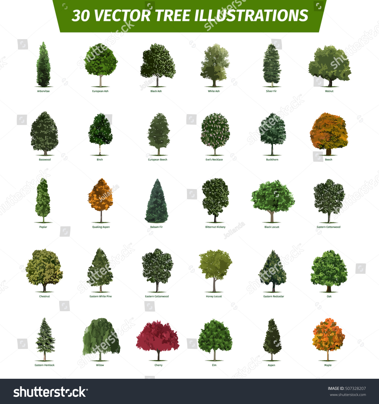 SVG of Thirty different tree sorts with names. Illustrated tree types and specimens. Ash, fir, oak, walnut, chestnut, cherry, apple tree, maple, pine, larch, birch, spruce, willow, walnut, aspen & other. svg