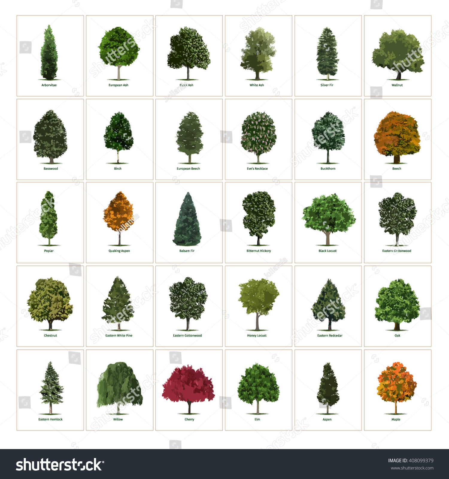 SVG of Thirty different vector tree illustrations. Tree types, sorts/specimens. Arborvitae, European Ash, Black Ash, White Ash, Silver Fir, Chestnut, Eastern White Pine, Cottonwood and Honey Locust trees. svg