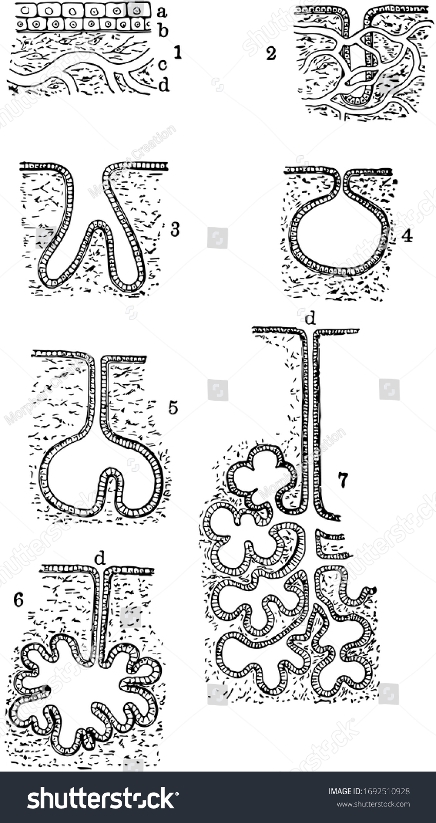 This Diagram Represents Diagram Showing Various Stock Vector (Royalty ...