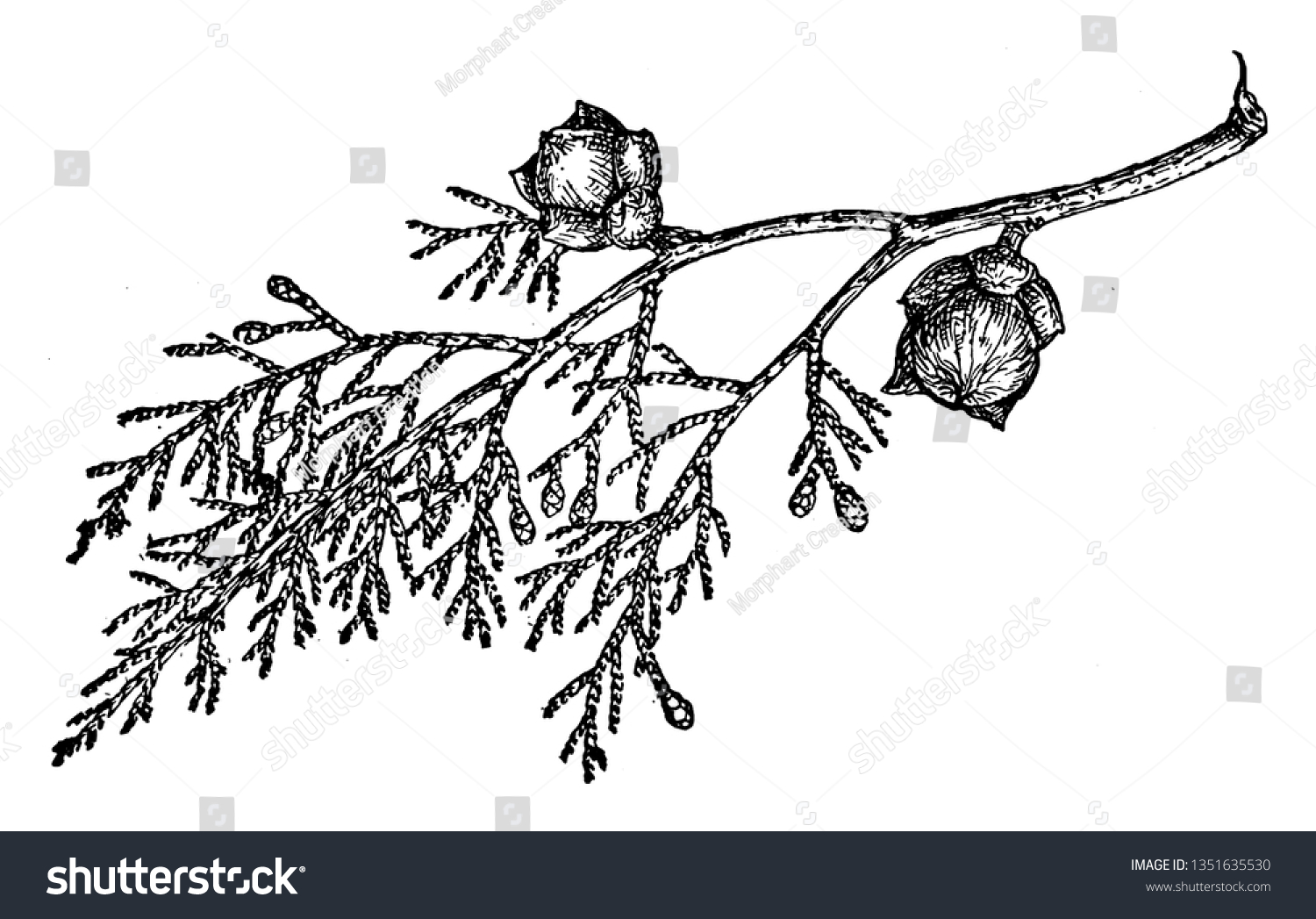 SVG of This picture showing branch of Shasta Cypress, the leaves are very scale and small, this is evergreen short tree, vintage line drawing or engraving illustration. svg