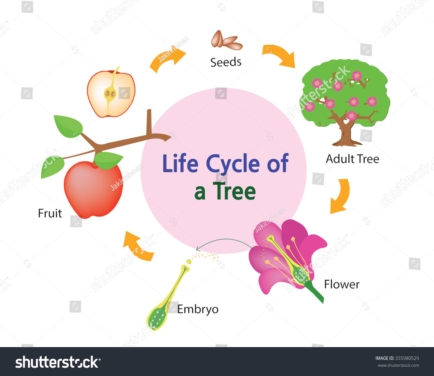 This Picture Shows Life Cycle Tree Stock Vector 335980529 - Shutterstock