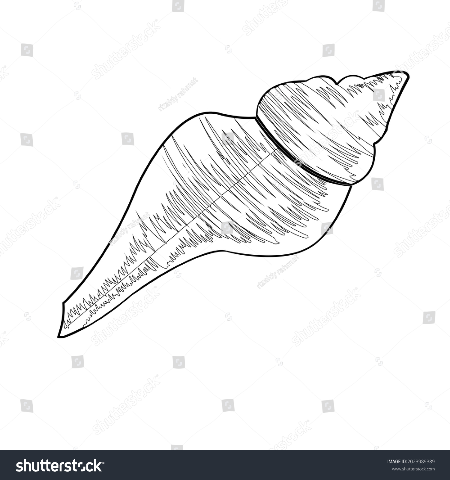 This Sketch Sea Shells Known Tahuri Stock Vector (Royalty Free ...