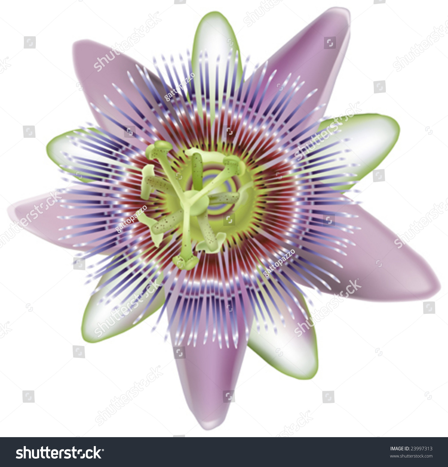 This Vector Picture Represents Passion Flower Stock Vector 23997313