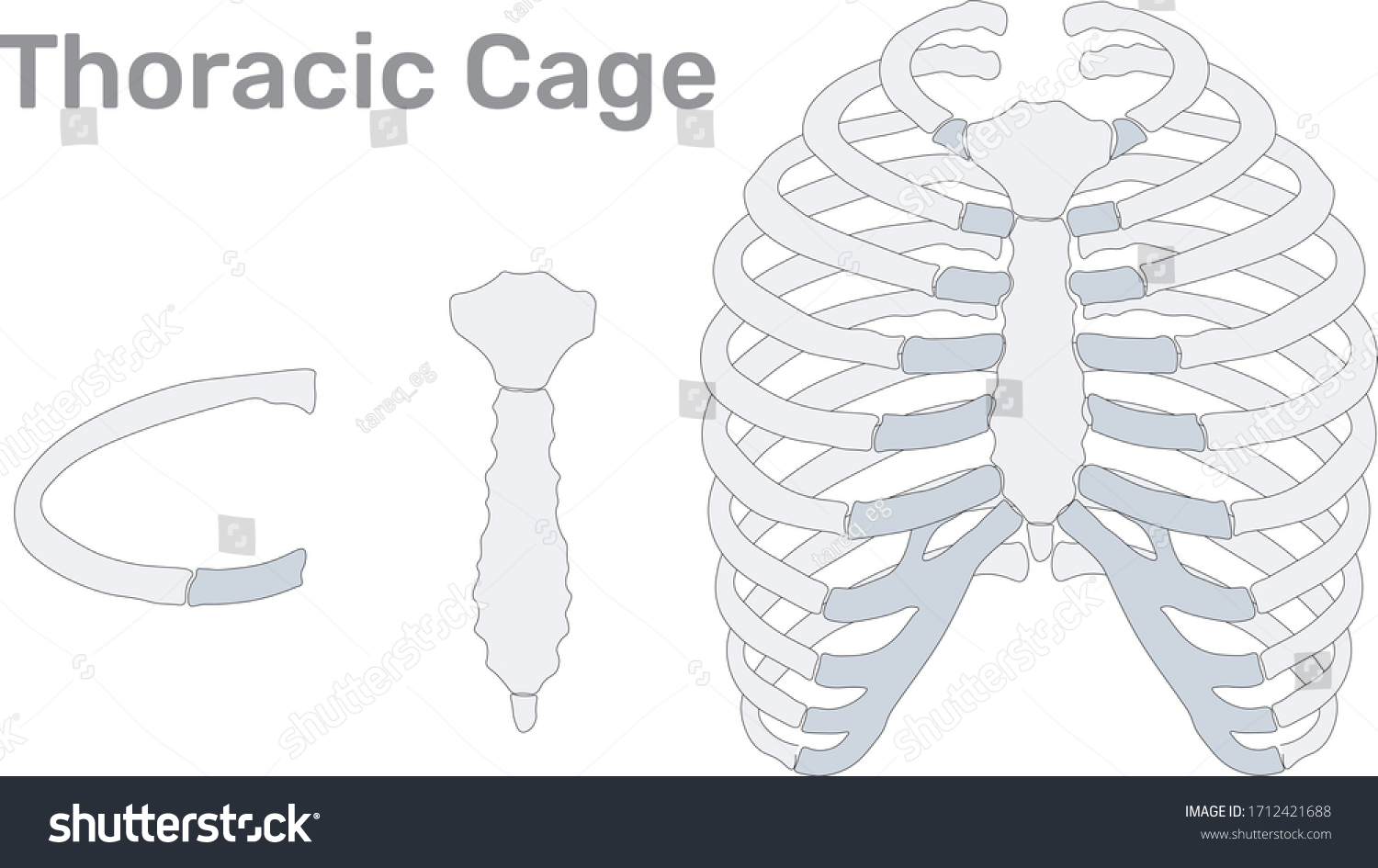 683 Thoracic cavity Images Stock Photos Vectors Biology Diagrams