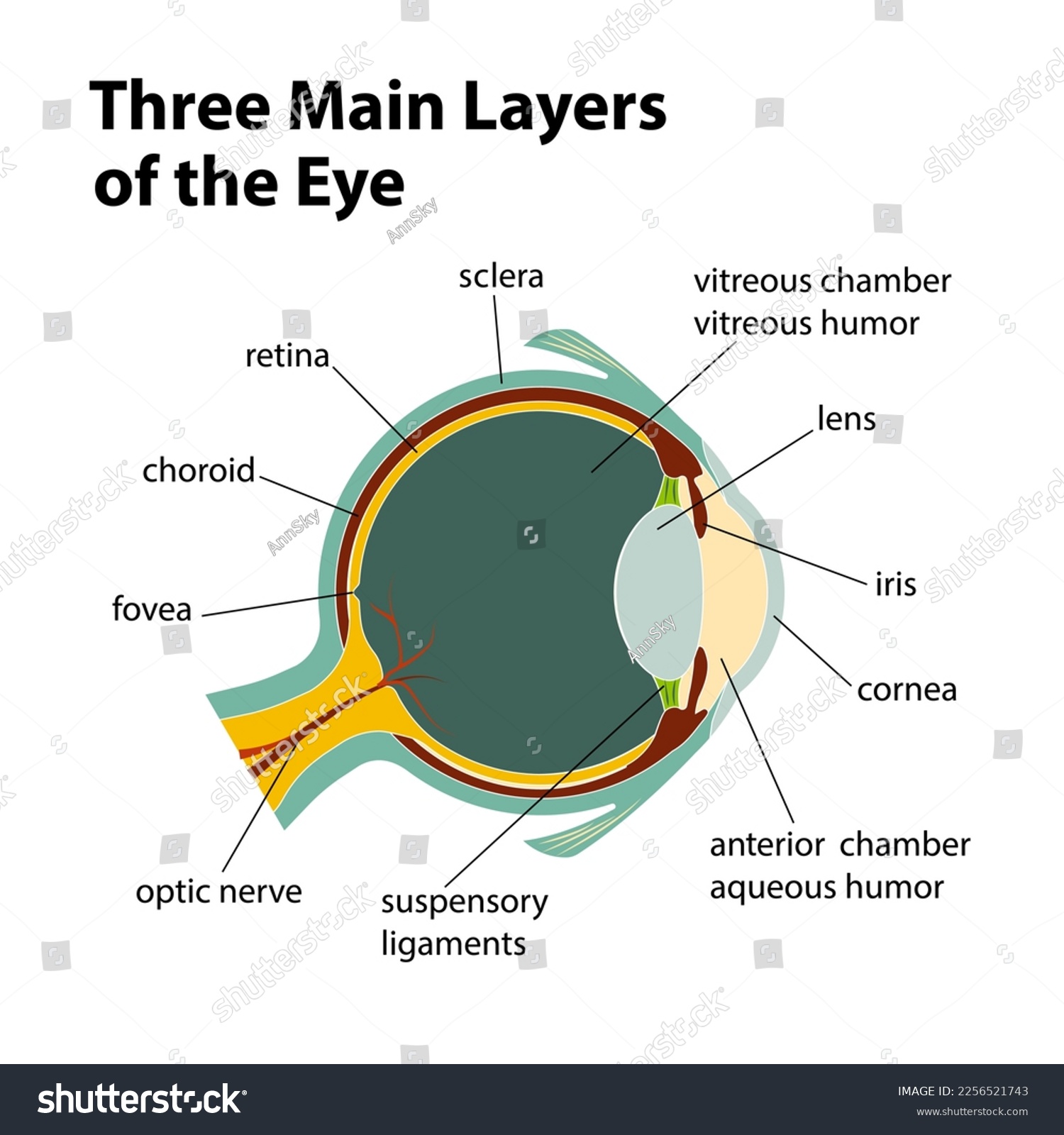 SVG of Three Main Layers of the Eye svg