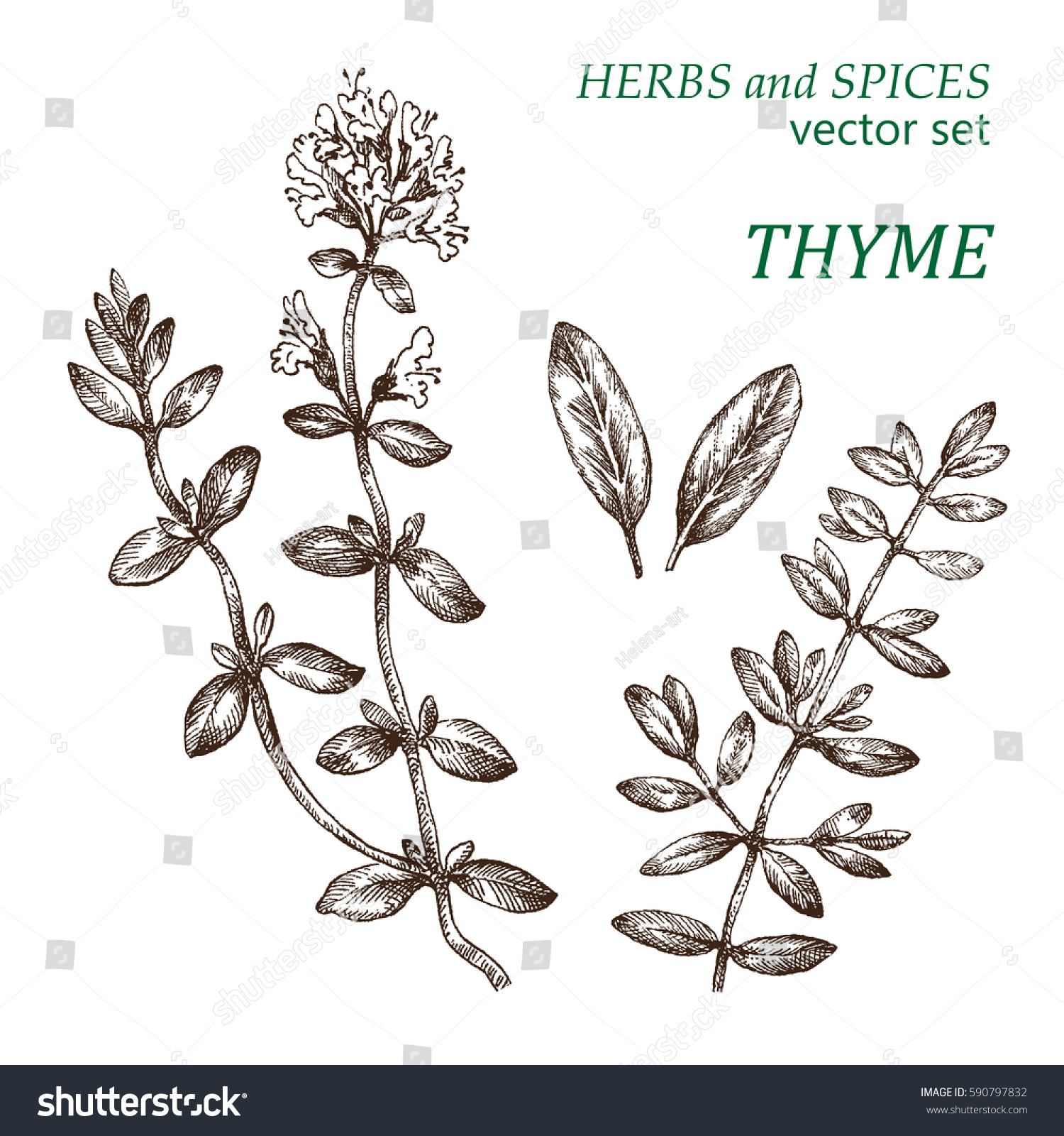 「Thyme Botanical Illustration Herbs Spices Drawing」のベクター画像素材（ロイヤリティフリー