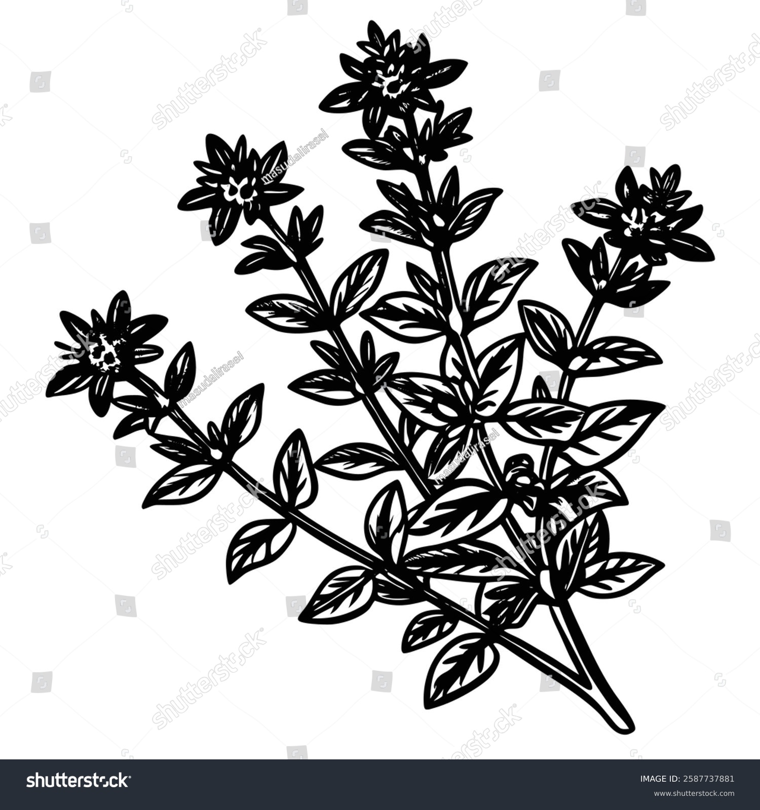 black and white thyme plant drawing clip art preview
