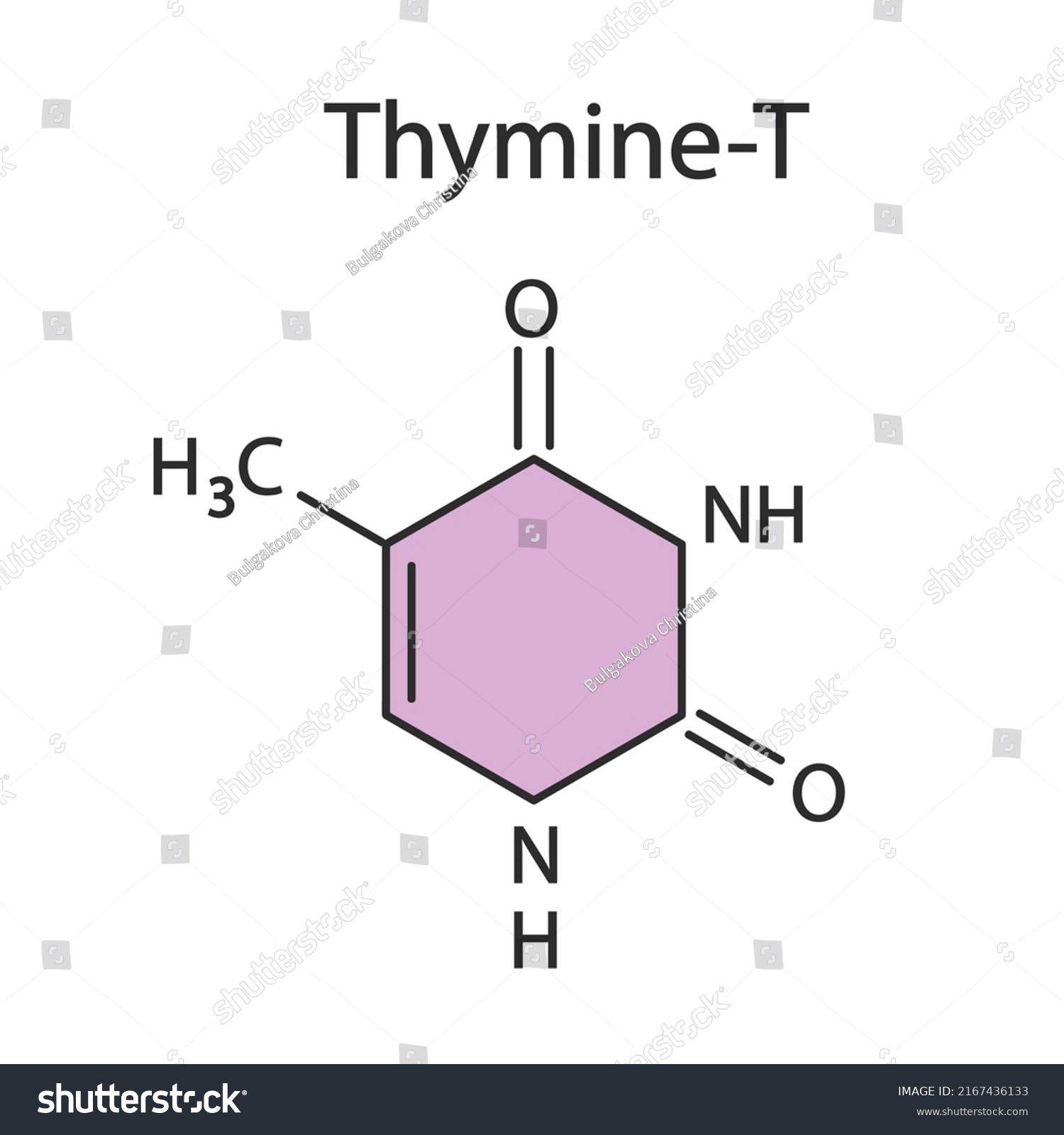 Thymine Chemical Formula Vector Editable Stock Vector (Royalty Free ...