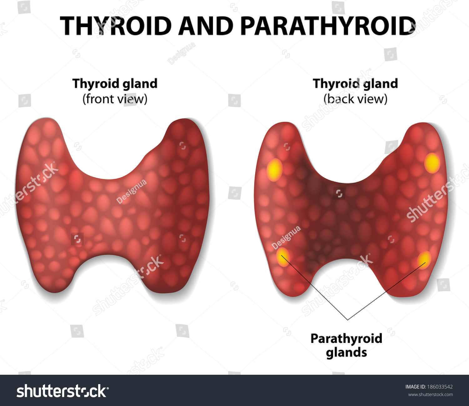 Thyroid And Parathyroid Gland. Stock Vector Illustration 186033542 ...