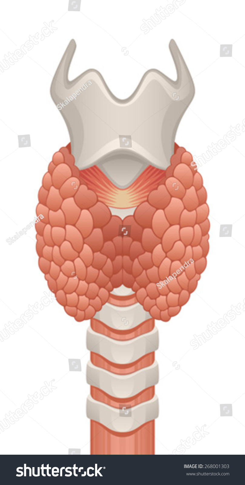 Thyroid Gland Stock Vector 268001303 : Shutterstock