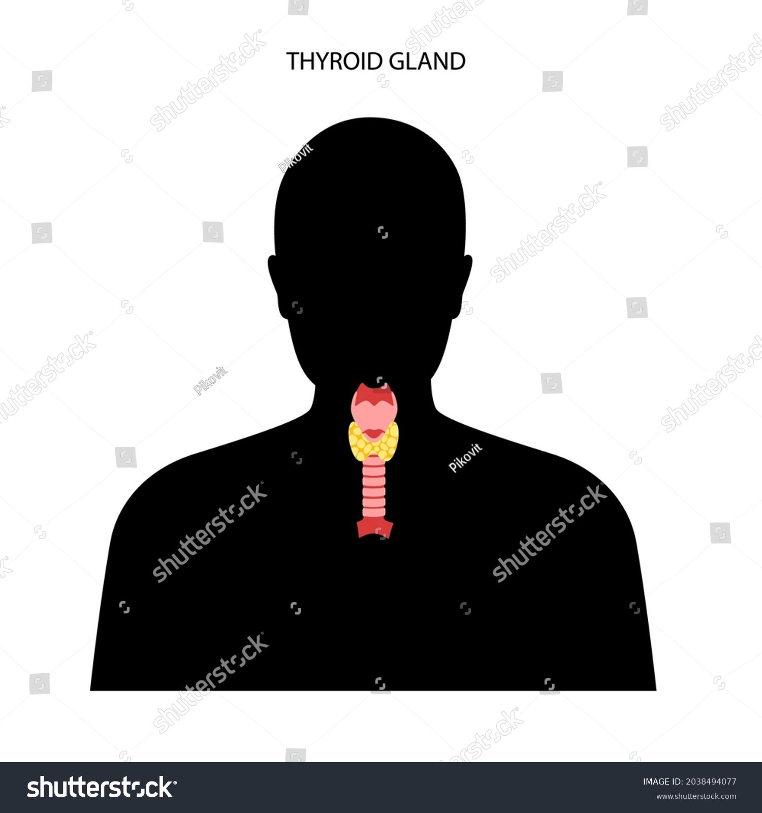 Thyroid Gland Throat Trachea Anatomical Poster Stock Vector (Royalty ...