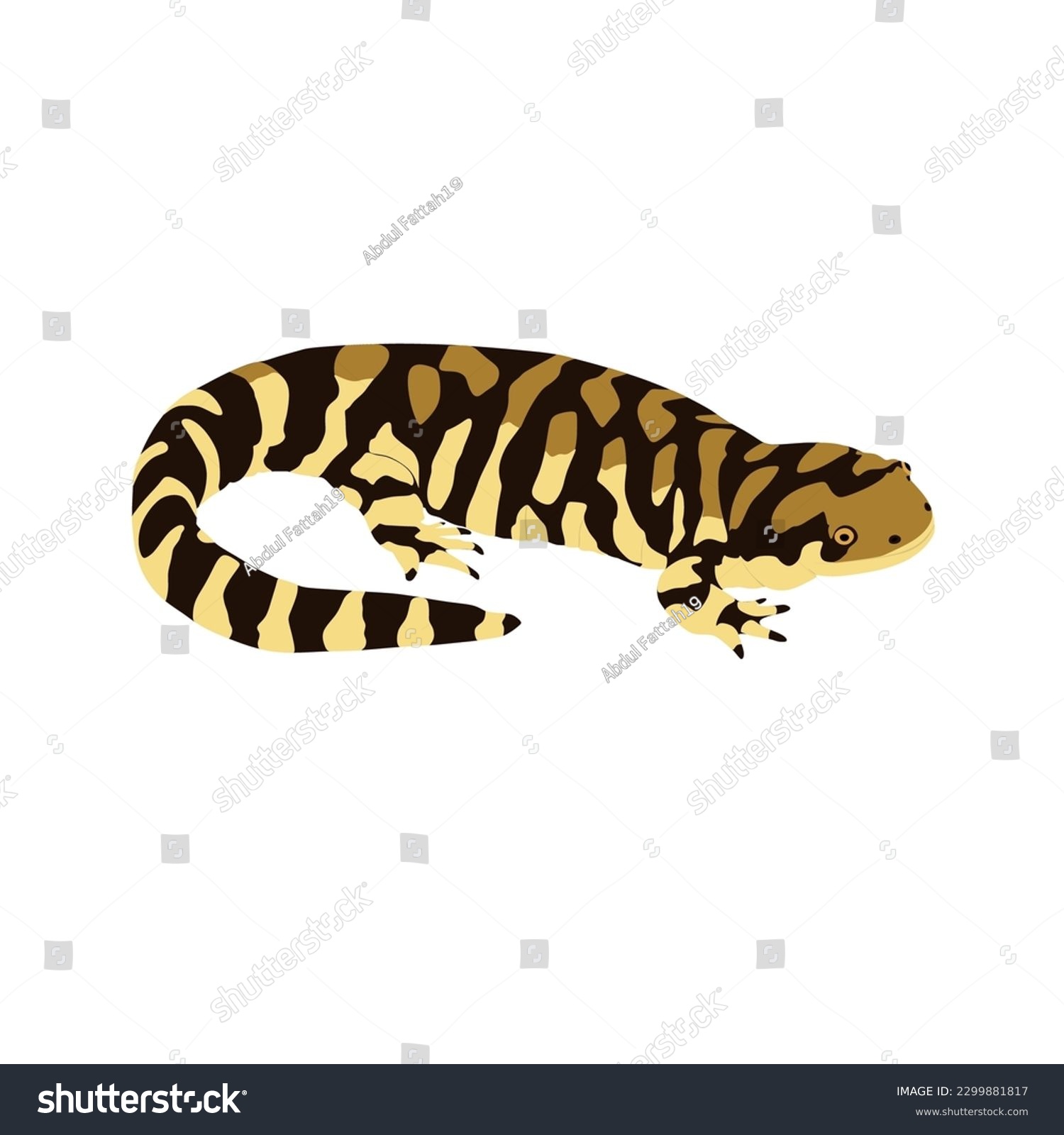SVG of Tiger salamander, Ambystoma tigrinum. Salamander high quality image vector design svg