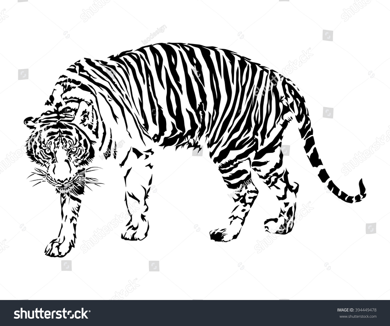 Tiger Walking Black White Color Illustration Stock Vector (Royalty Free ...
