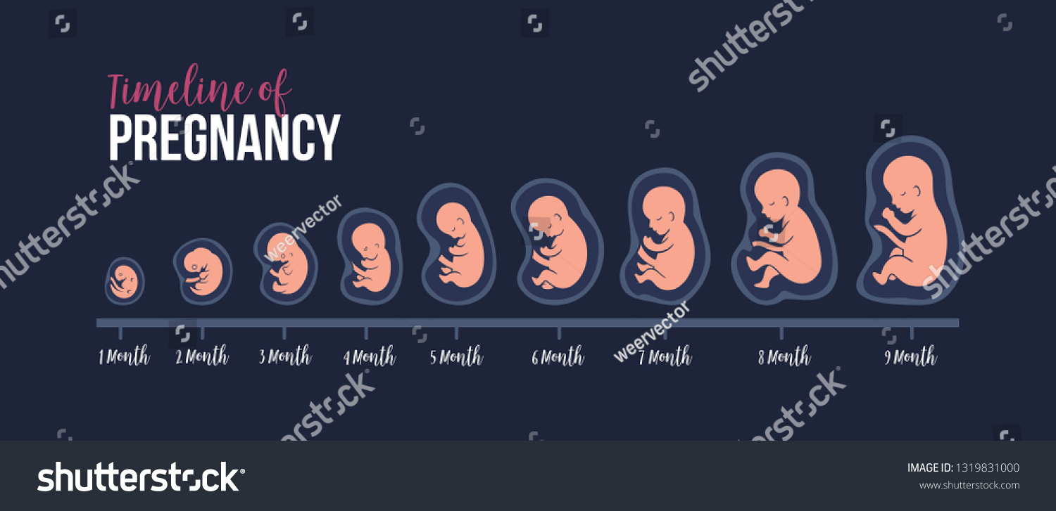 Timeline Pregnancy Fetal Development Schematic Embryo 库存矢量图（免版税）1319831000 Shutterstock 6863