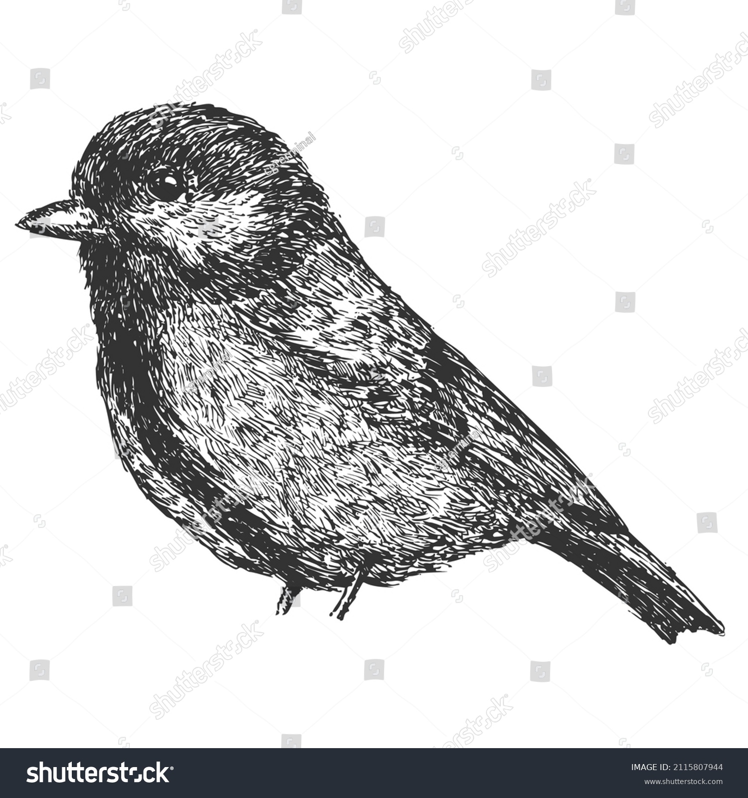 Tit Bird Hand Drawn Isolated On Stock Vector (royalty Free) 2115807944 