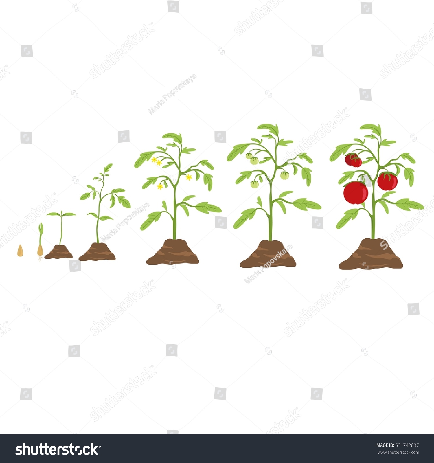 Tomato Grow Cycle Small Seed Big Stock Vector 531742837 - Shutterstock