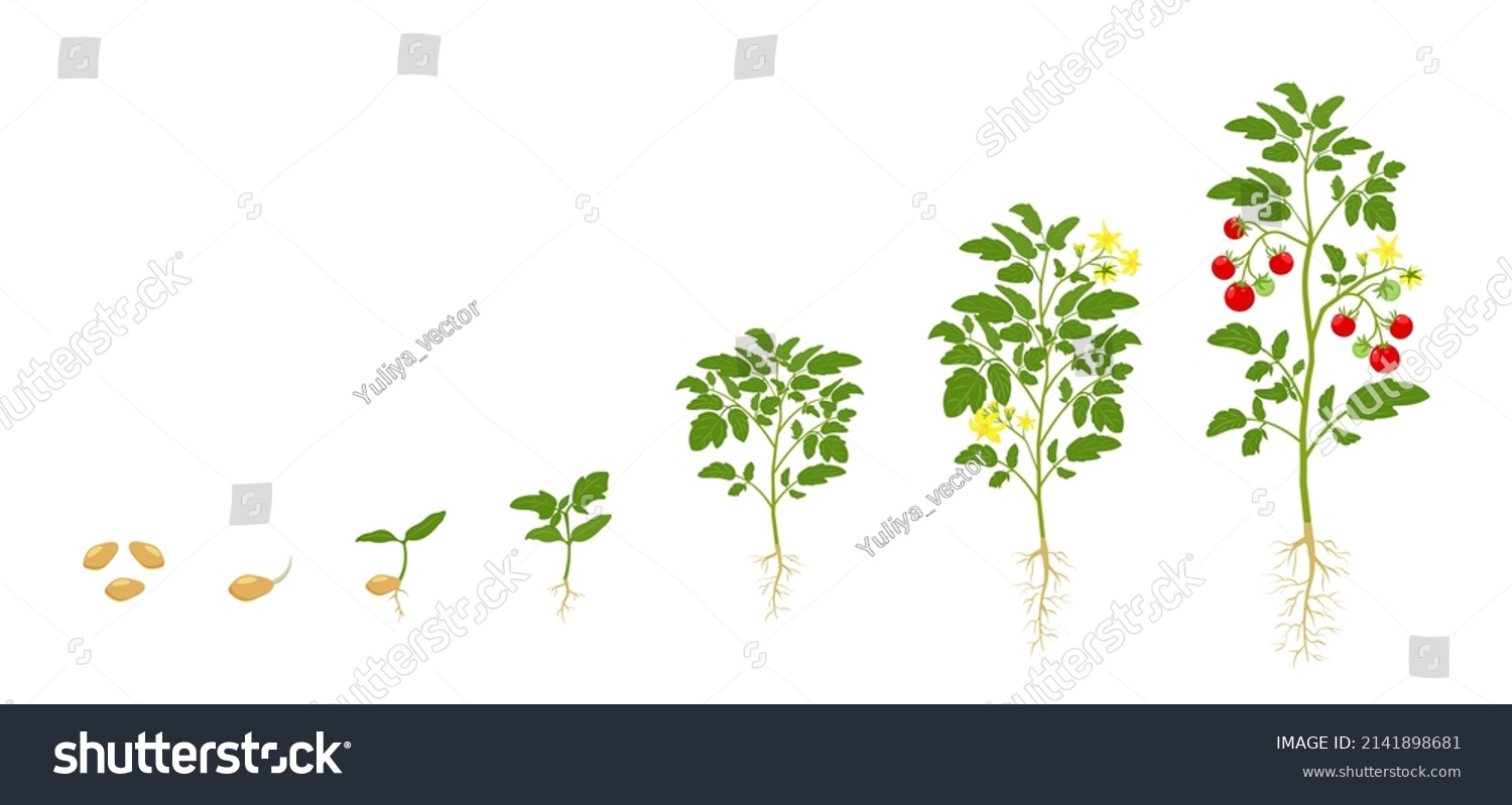 Tomato Growth Cycle Stages Growing Vegetables Stock Vector (Royalty ...