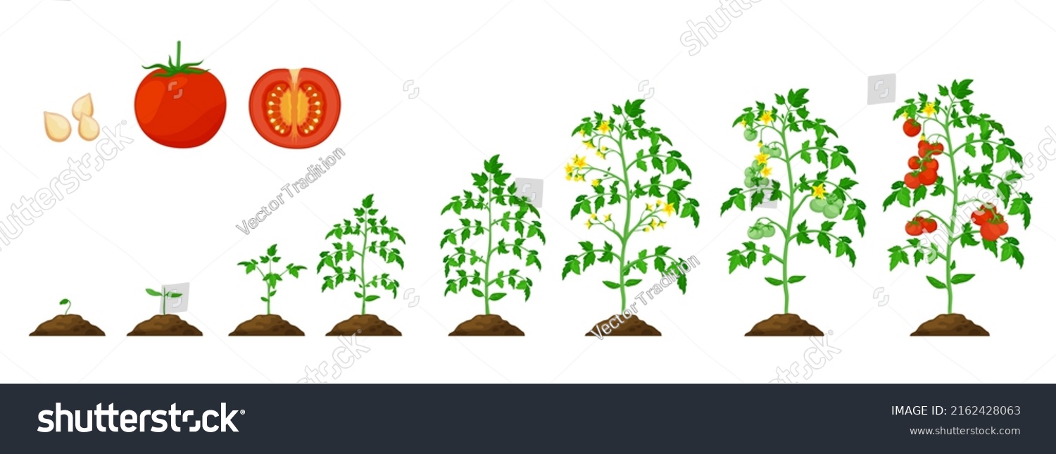 Tomato Growth Stage Vegetable Plant Grow Stock Vector (Royalty Free ...