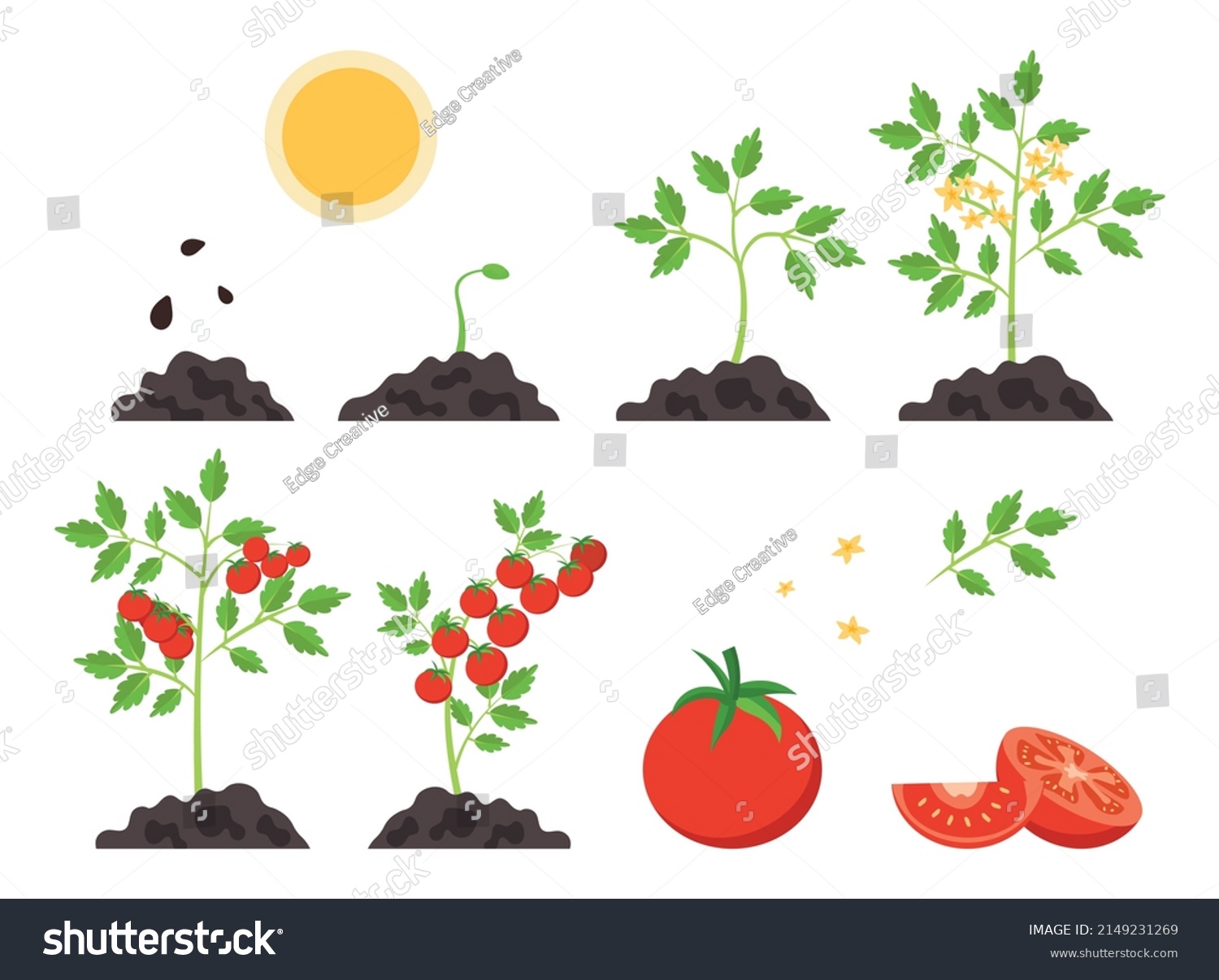 Tomato Growth Stages Infographics Social Media Stock Vector (Royalty ...