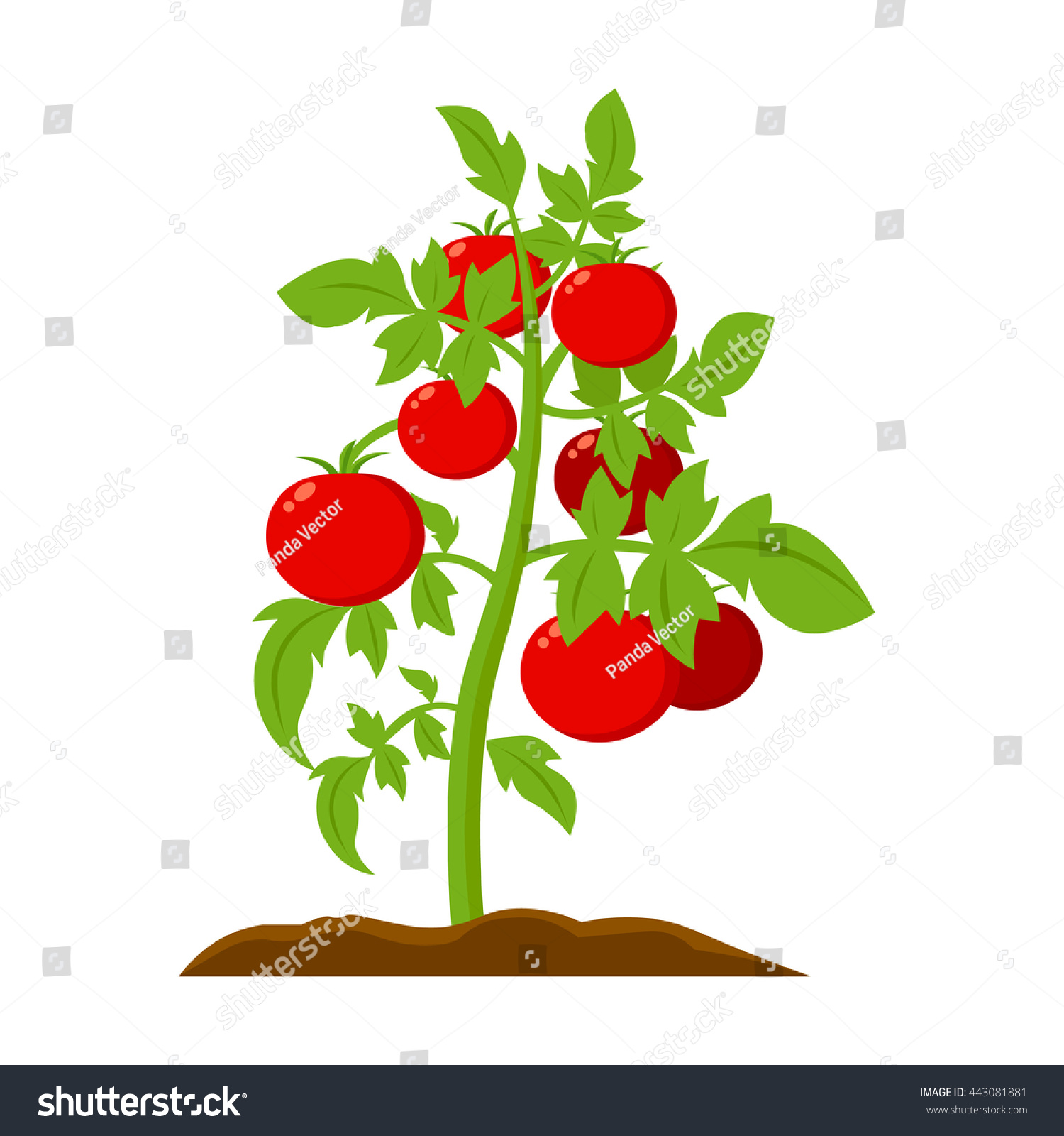 Tomato Icon Cartoon Stock Vector (Royalty Free) 443081881