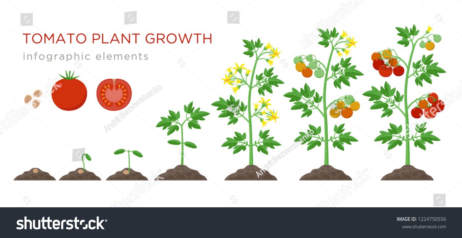 1,838 Tomato soil Stock Illustrations, Images & Vectors | Shutterstock