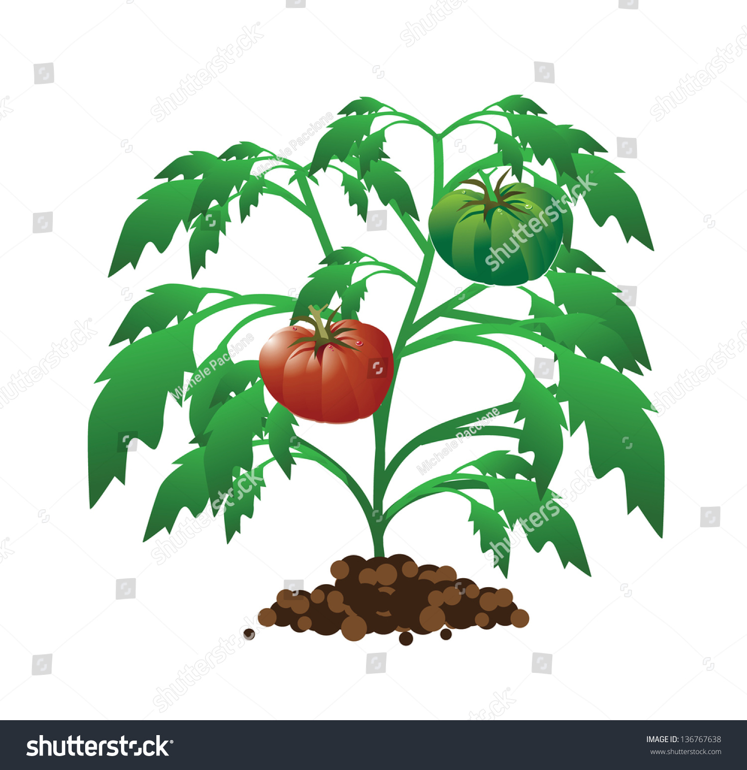 Tomato Plant Soil Eps 10 Vector Stock Vector 136767638 - Shutterstock