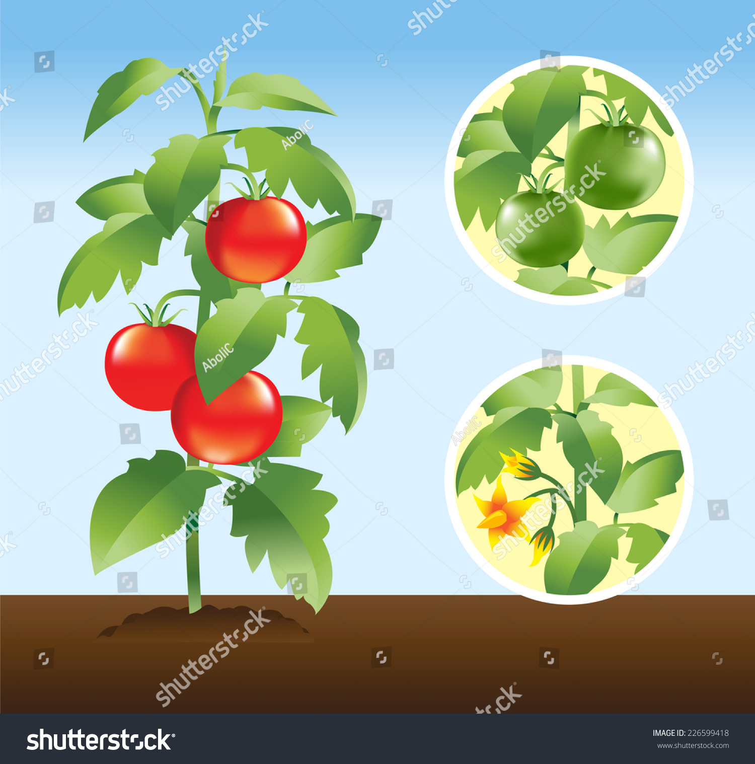 Tomato Plant Stages Poster Stock Vector (Royalty Free) 226599418