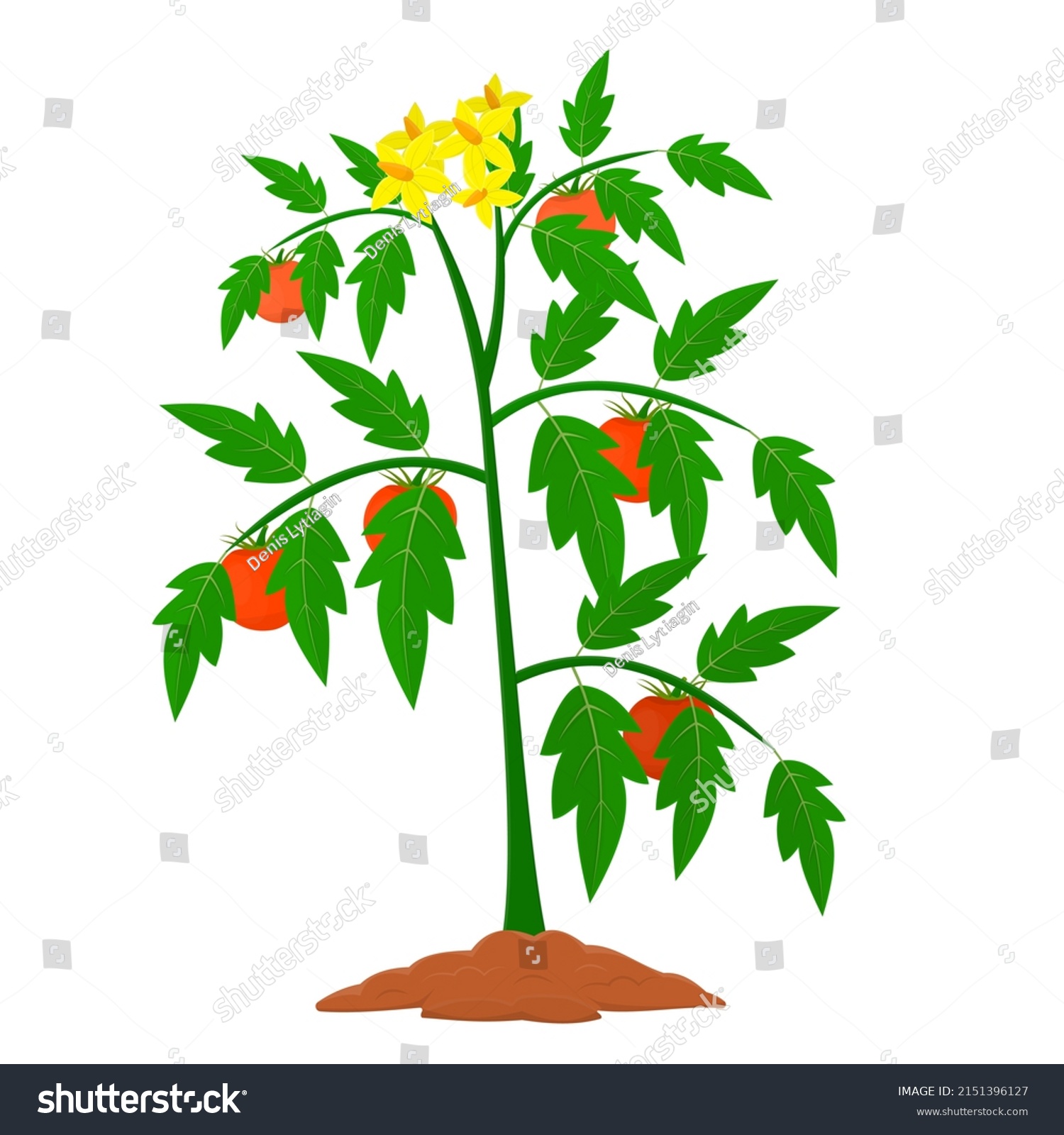 Tomato Plant Tomato Harvest Vector Illustration Stock Vector (royalty 