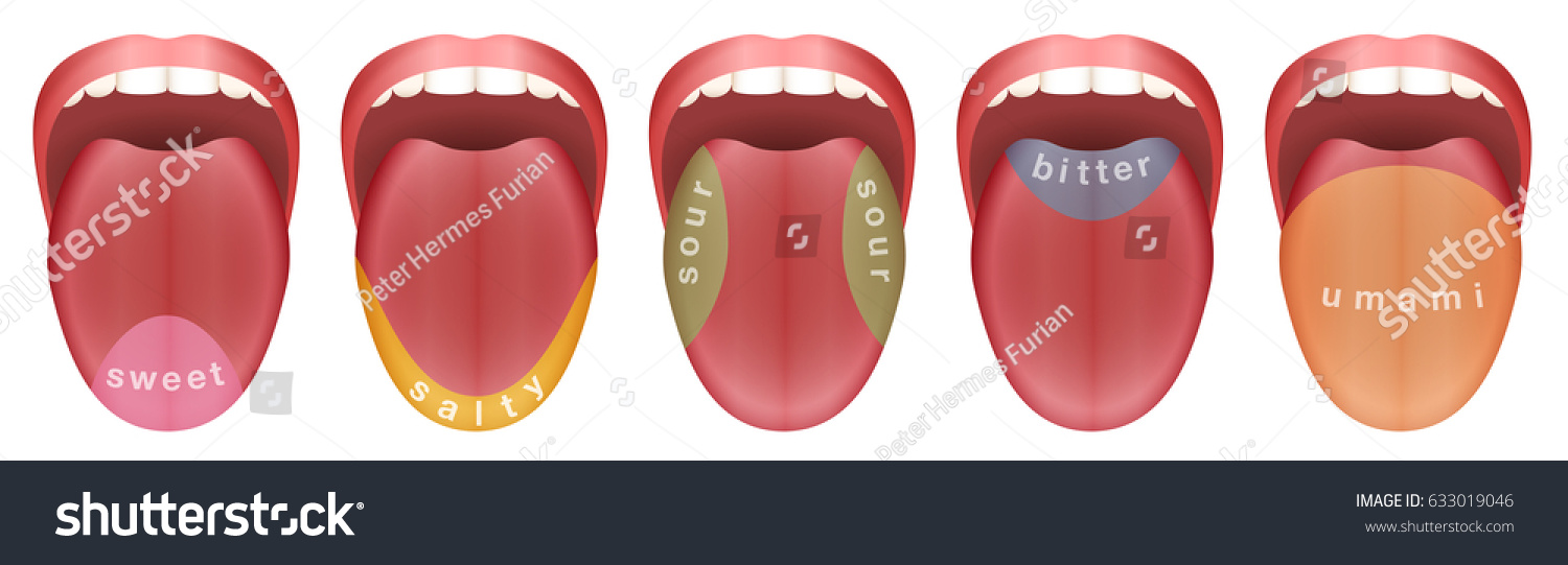 Tongue Five Taste Buds Areas Sweet Stock Vector (Royalty Free) 633019046