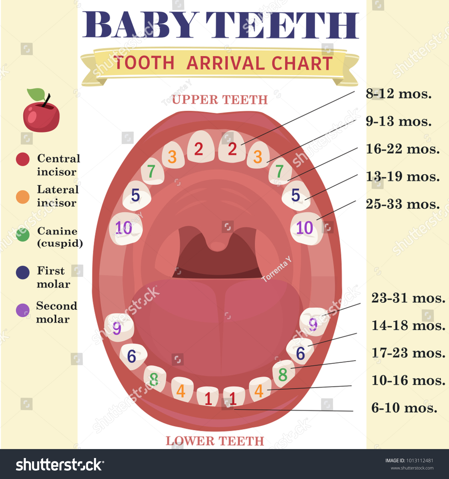 Tooth Chart With Names And Numbers