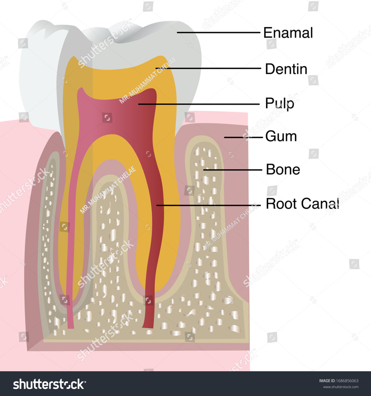Tooth Structure Medical Diagram Structure Inside Stock Vector (Royalty