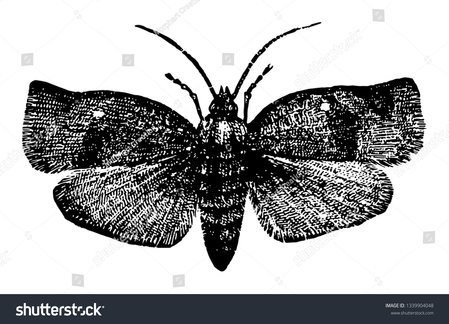 Tortricidae Family Moths Order Lepidoptera Vintage Stock Vector ...