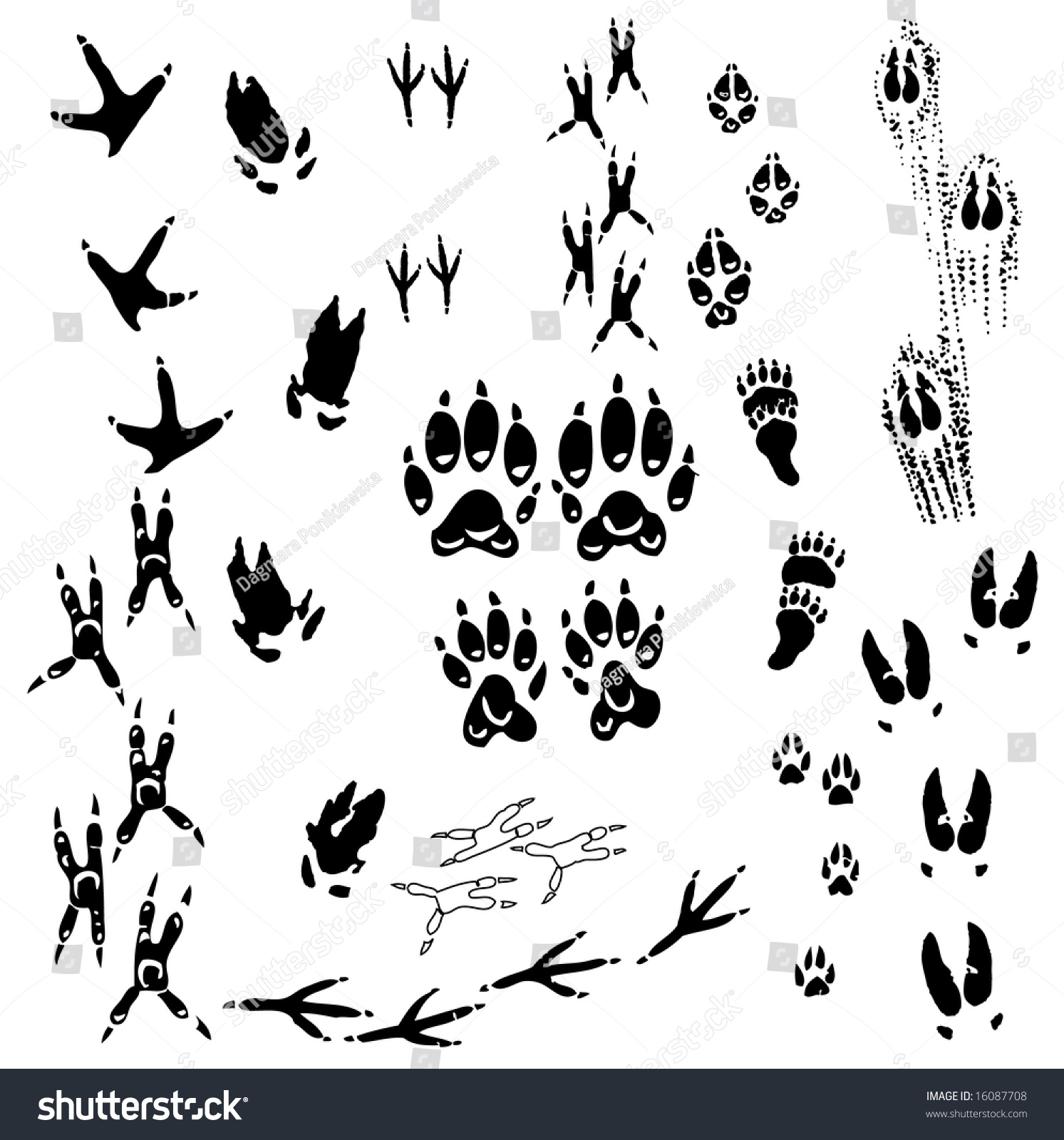 Trace - Illustration With Different Animals Tracks Collection ...