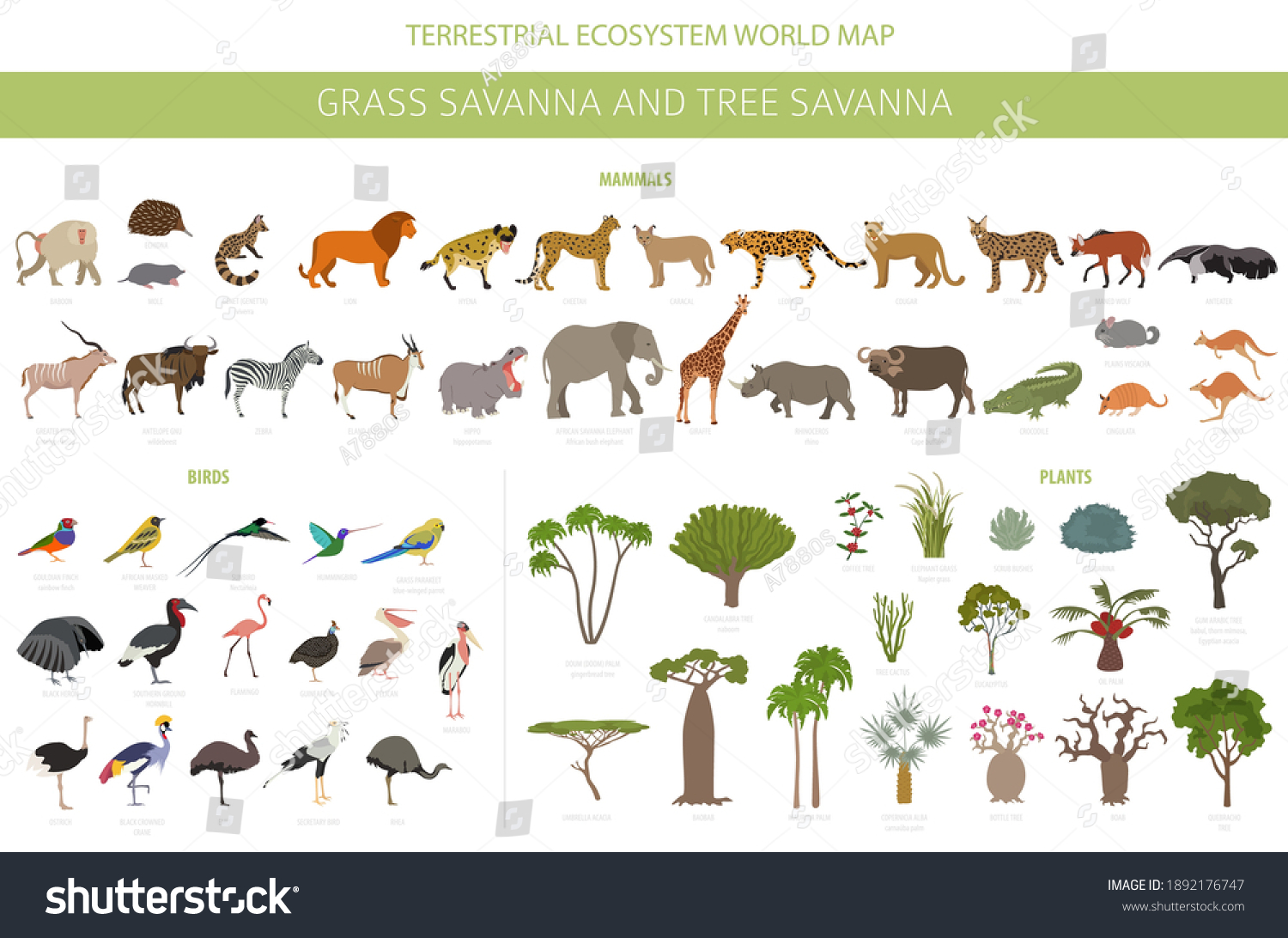 SVG of Tree savanna and grass savanna biome, natural region infographic. Woodland and grassland savannah, prarie, pampa. Animals, birds and vegetations ecosystem design set. Vector illustration svg