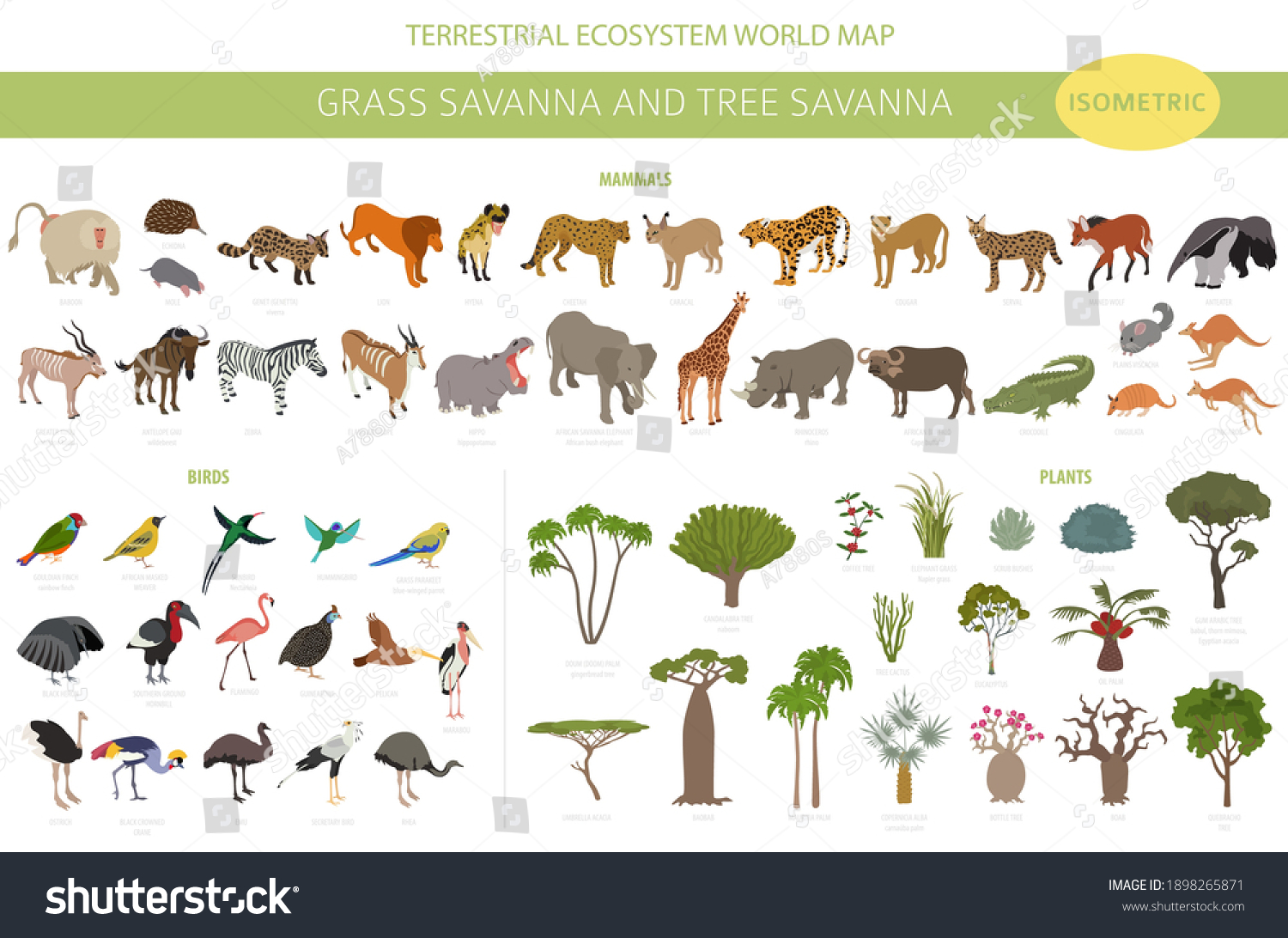 SVG of Tree savanna and grass savanna biome, natural region isometric 3d infographic. Woodland and grassland savannah, prarie, pampa. Animals, birds and vegetations ecosystem design set. Vector illustration svg