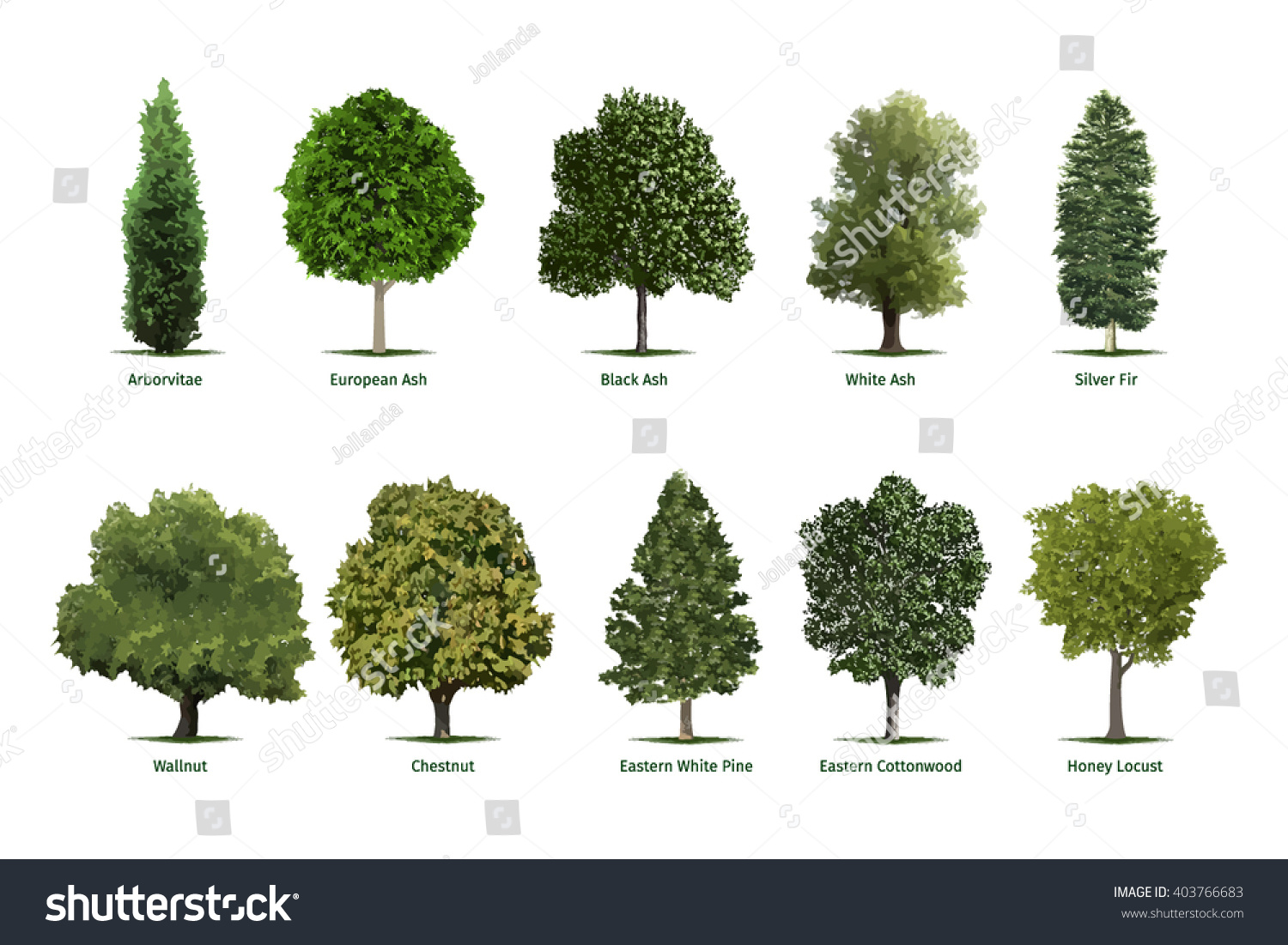 SVG of Tree types, sorts/specimens.Vector tree illustrations of Arborvitae, European Ash, Black Ash, White Ash, Silver Fir, Chestnut, Eastern White Pine, Cottonwood and Honey Locust trees.  svg