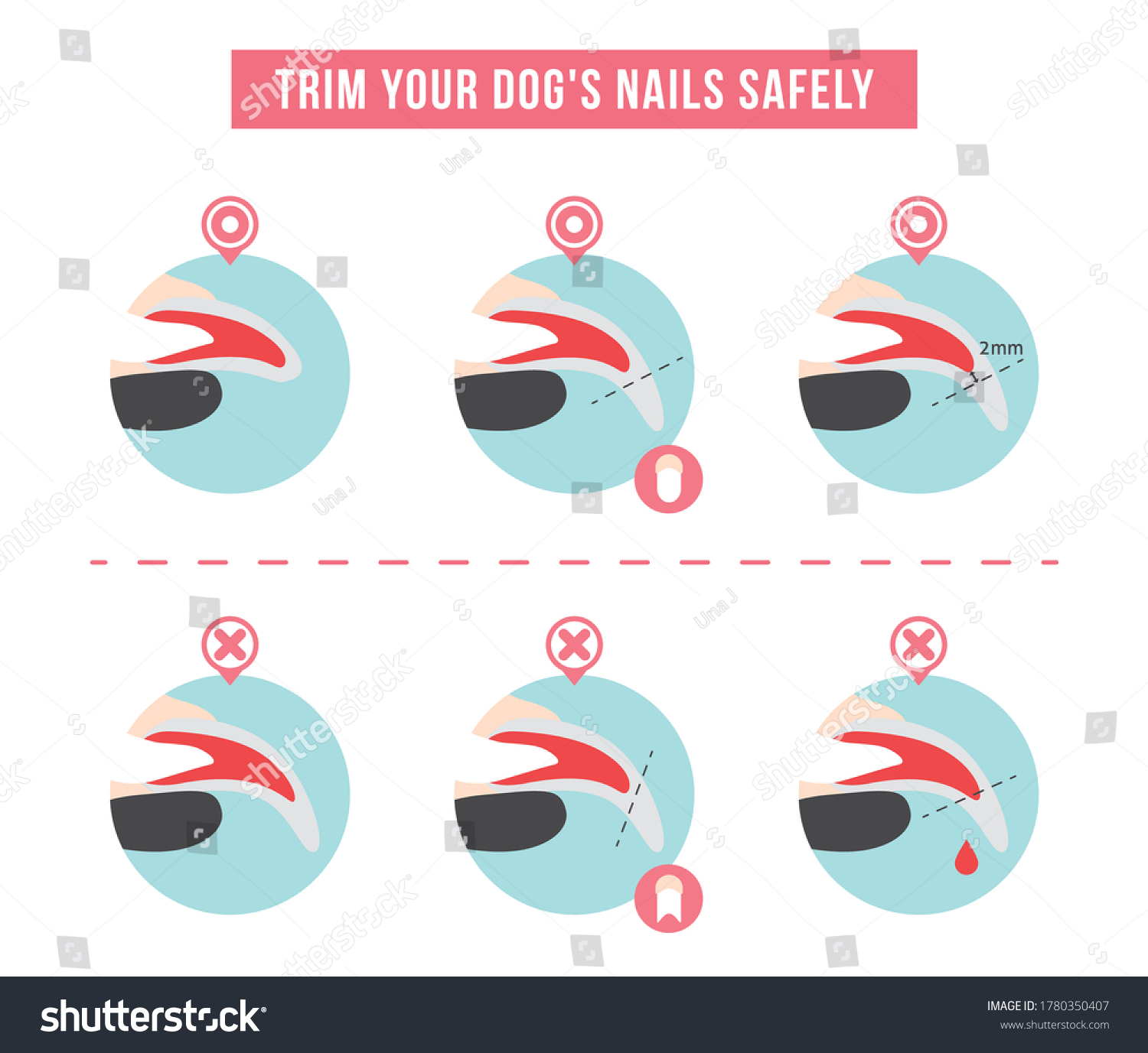 Trim Your Dogs Nails Safely Stock Vector (Royalty Free) 1780350407