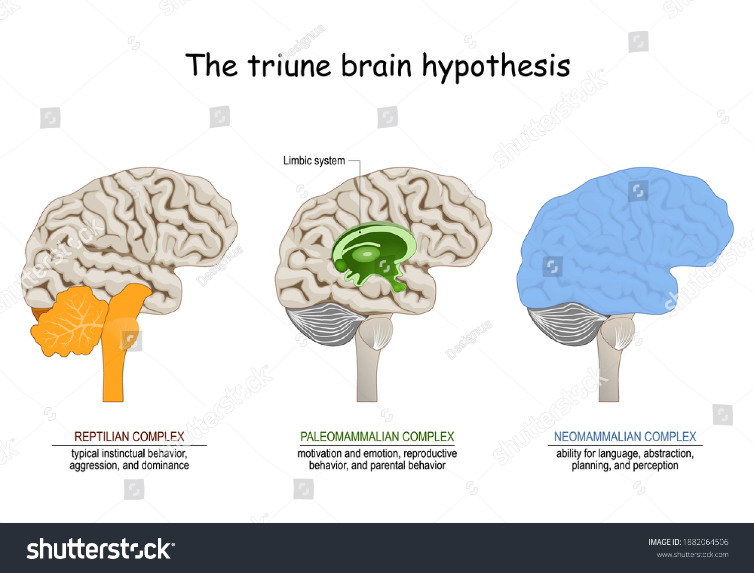 SVG of triune brain hypothesis. theory about evolution of human's brain. limbic system. Reptilian complex, mammalian brain,  Neocortex  svg