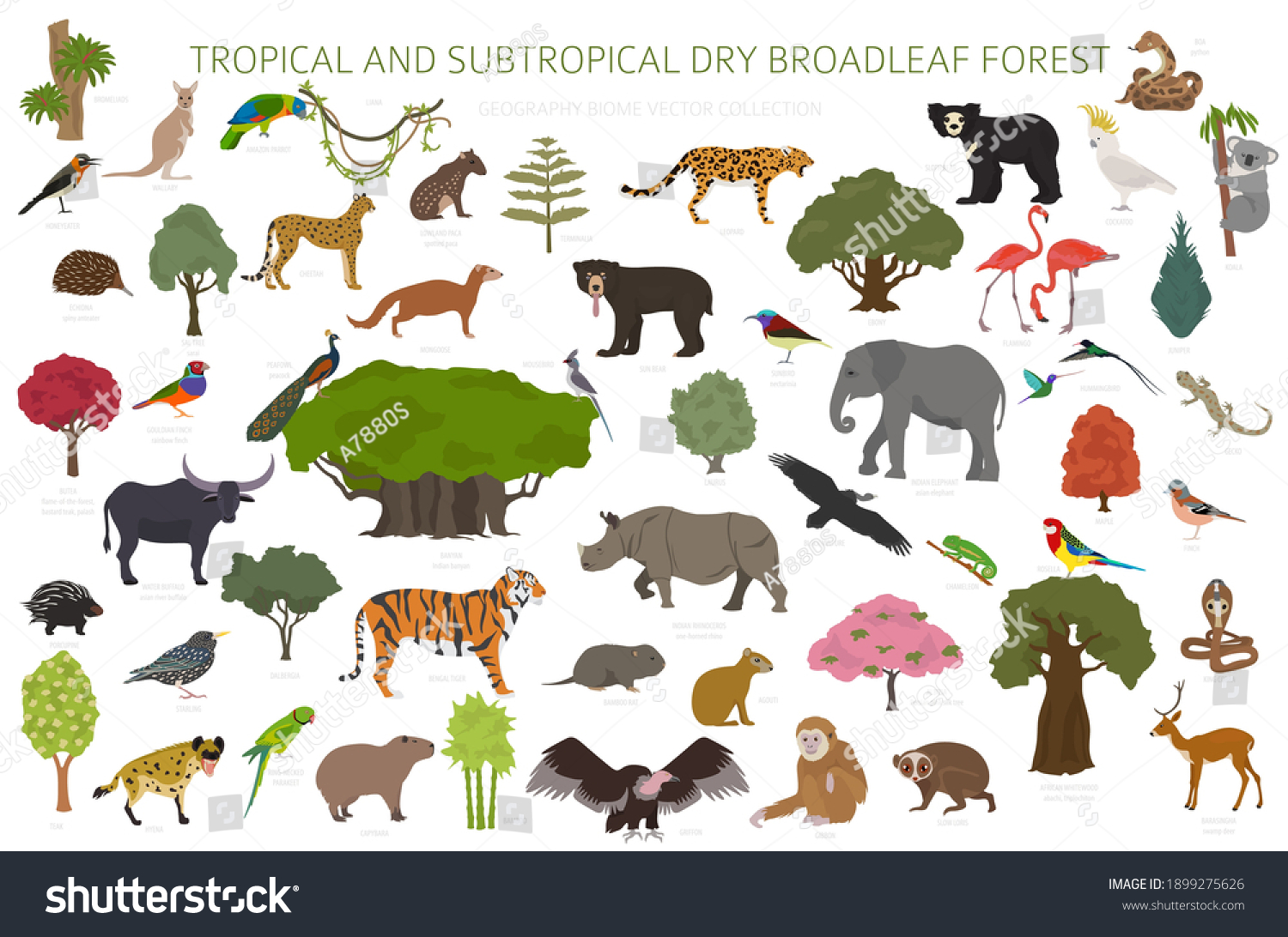 Tropical Subtropical Dry Broadleaf Forest Biome: เวกเตอร์สต็อก (ปลอดค่า