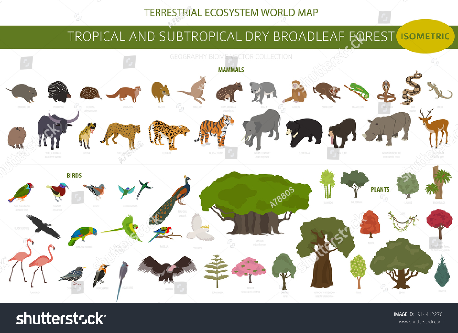 SVG of Tropical and subtropical dry broadleaf forest biome, natural region infographic. Seasonal forests. Animals, birds and vegetations ecosystem isometric 3d design set. Vector illustration svg