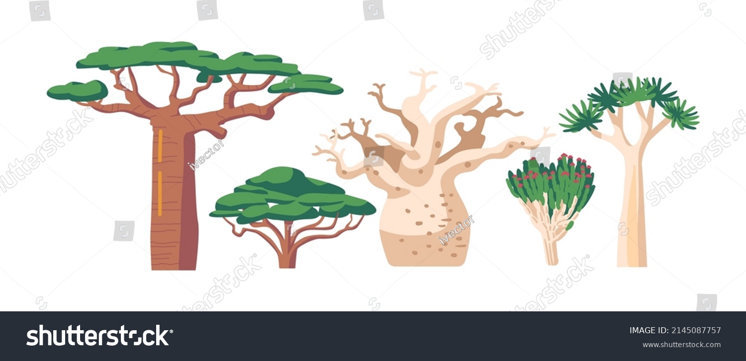 SVG of Tropical and Subtropical Rainforest Biome, African Vegetation Baobab or Adansonia, Quiver Tree or Aloidendron Dichotomum, Acacia and Tulip Tree or Spathodea Campanulata. Cartoon Vector Illustration svg