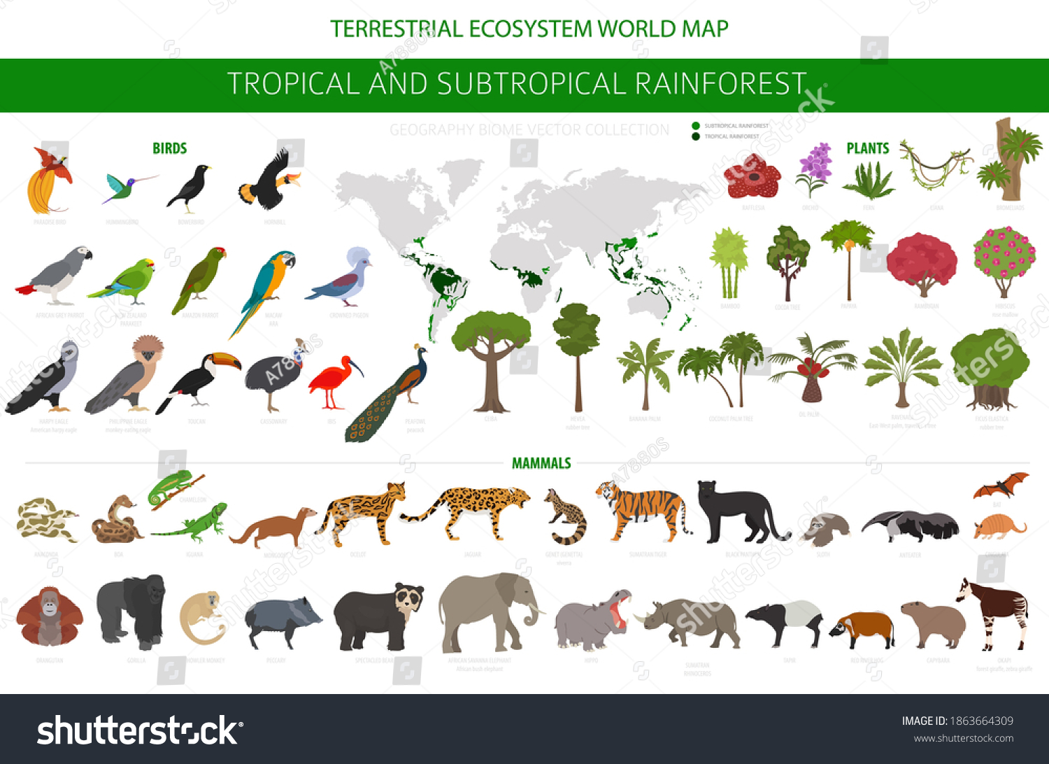 SVG of Tropical and subtropical rainforest biome, natural region infographic. Amazonian, African, asian, australian rainforests. Animals, birds and vegetations ecosystem design set. Vector illustration svg
