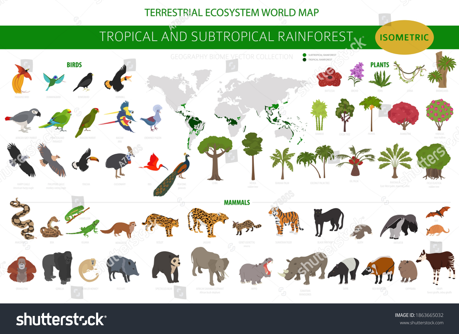 SVG of Tropical and subtropical rainforest biome, natural region infographic. Amazonian, African, asian, australian rainforests. Animals, birds and vegetations ecosystem 3d isometric design set. Vector illus svg