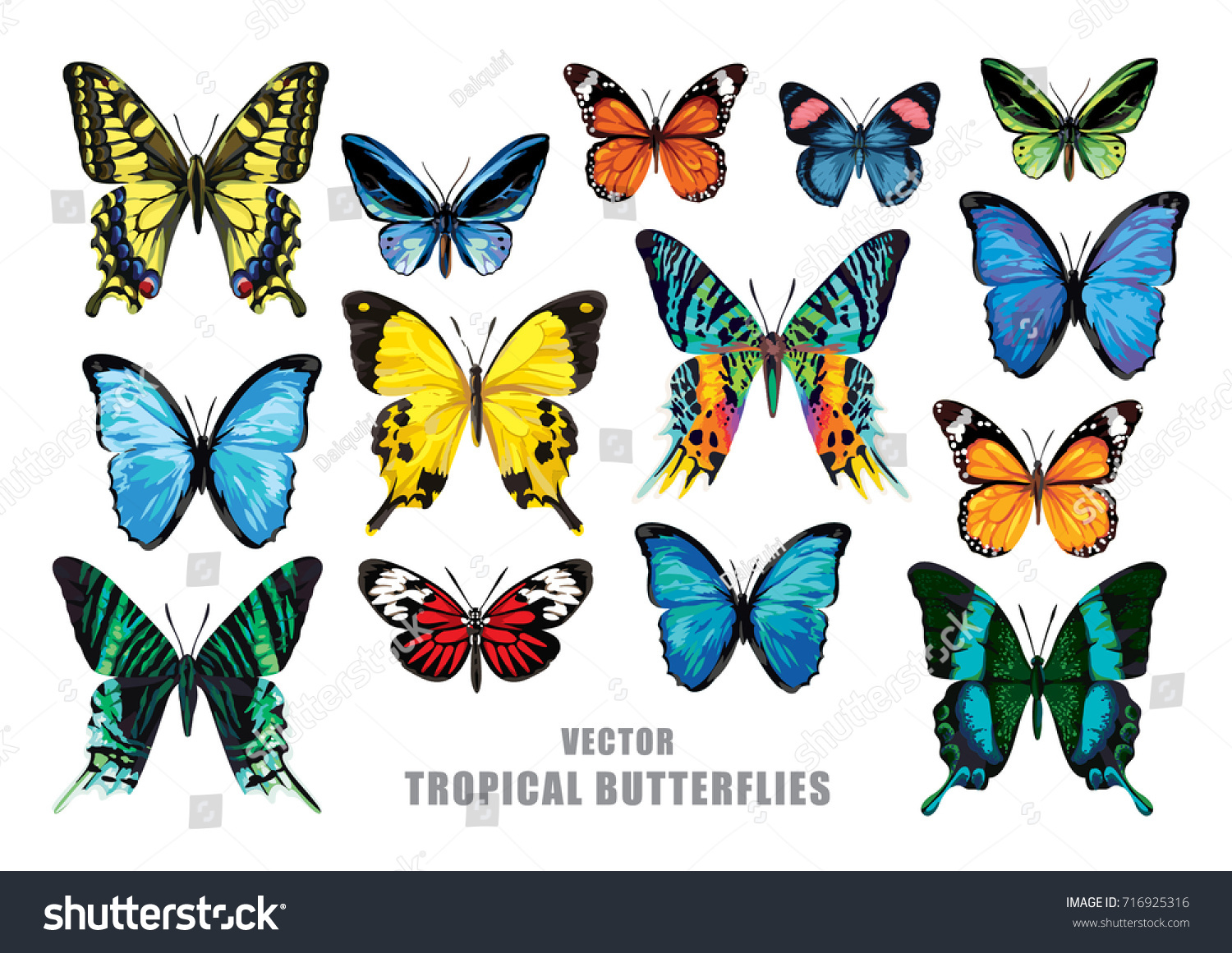 Tropical Butterflies Set Vector Isolated Elements Stock Vector ...