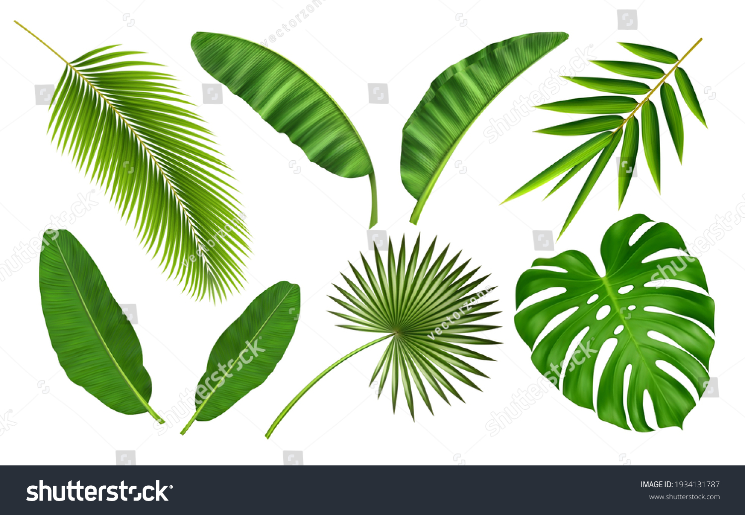 SVG of Tropical different type exotic leaves set. Jungle plants. Calathea, Monstera and palm leaves. Realistic vector  illustration isolated on white background svg