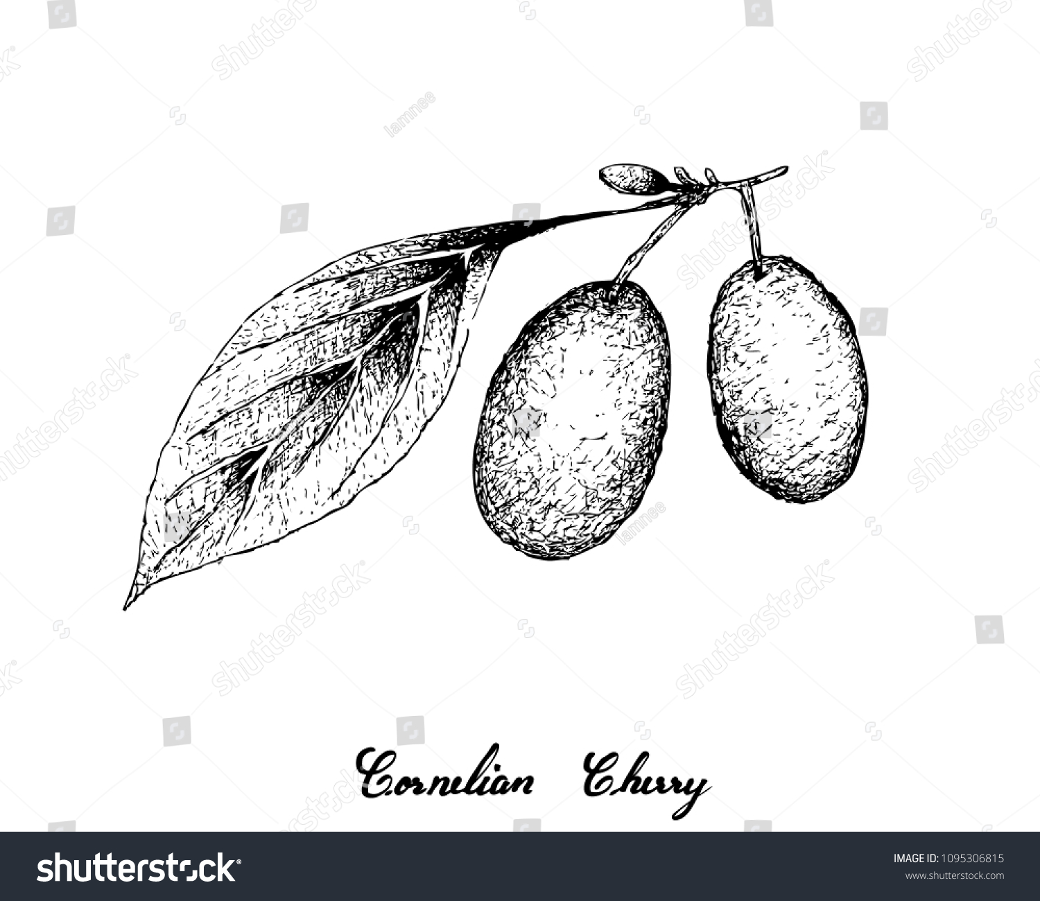 SVG of Tropical Fruits, Fresh Cornelian Cherries or Cornus Mas Fruits Hanging on Tree Branch Isolated on White Background. Large Amounts of Antioxidants and Protection Against Chronic Disease. svg