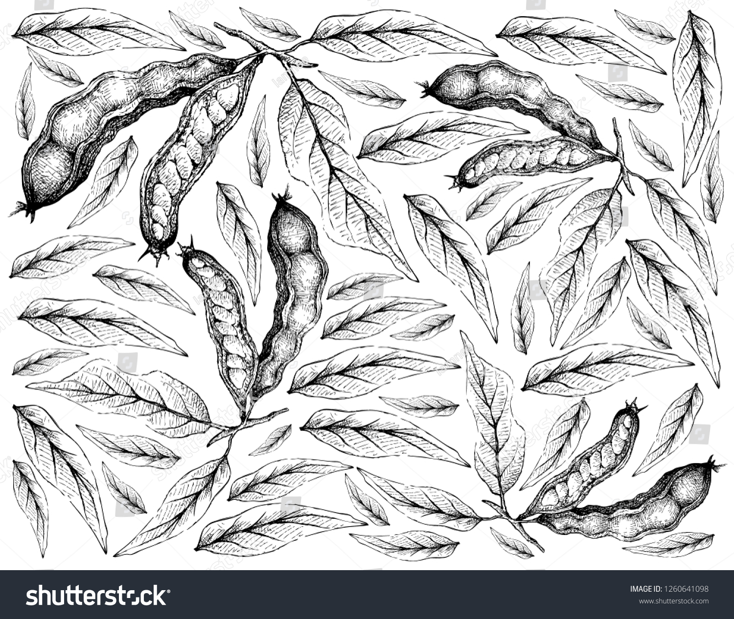 Tropical Fruits Illustration Wallpaper Hand Drawn Stock Vector Royalty Free