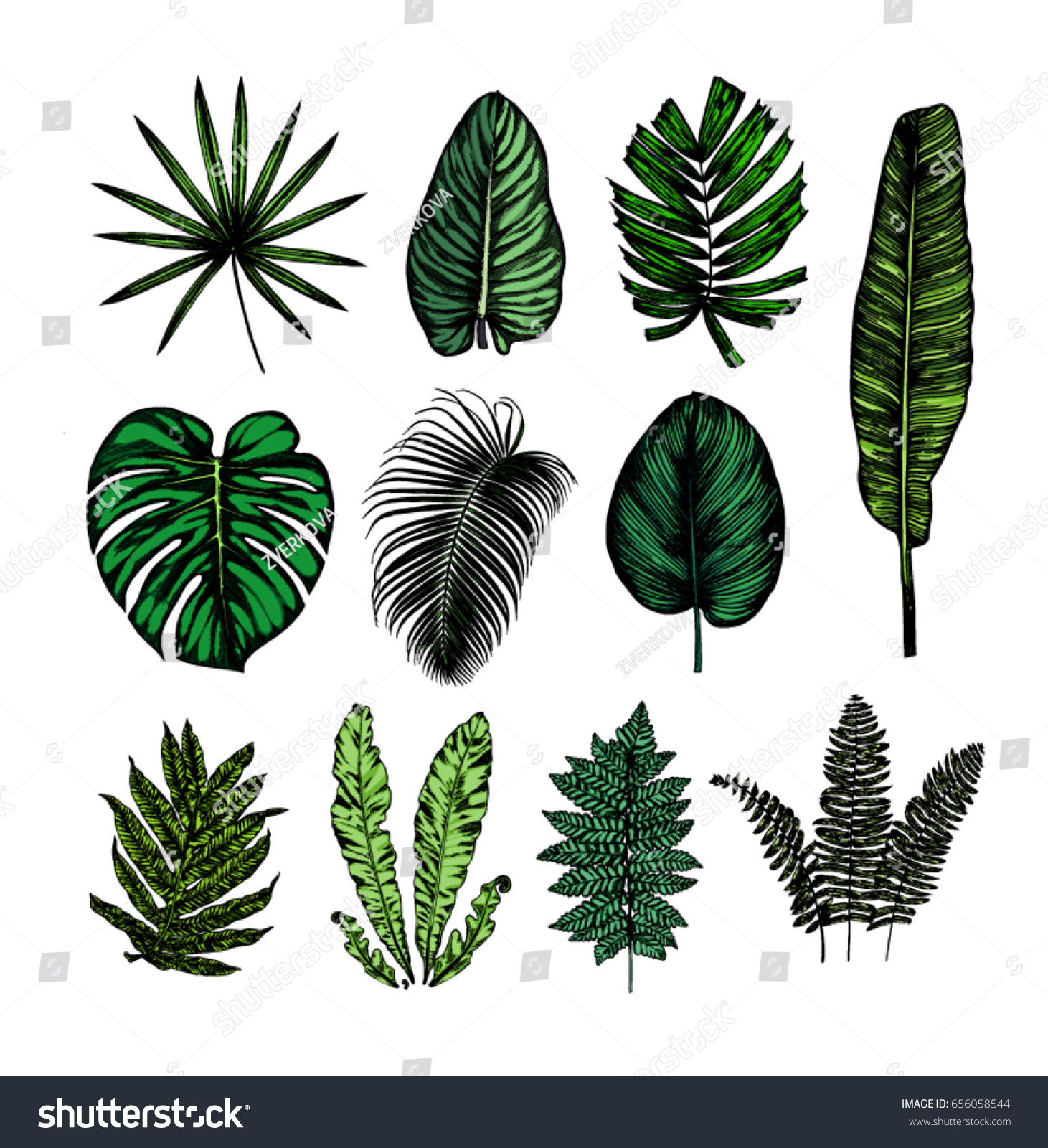 Tropical Leaves Collection Botanical Hand Drawn Stock Vector (Royalty ...